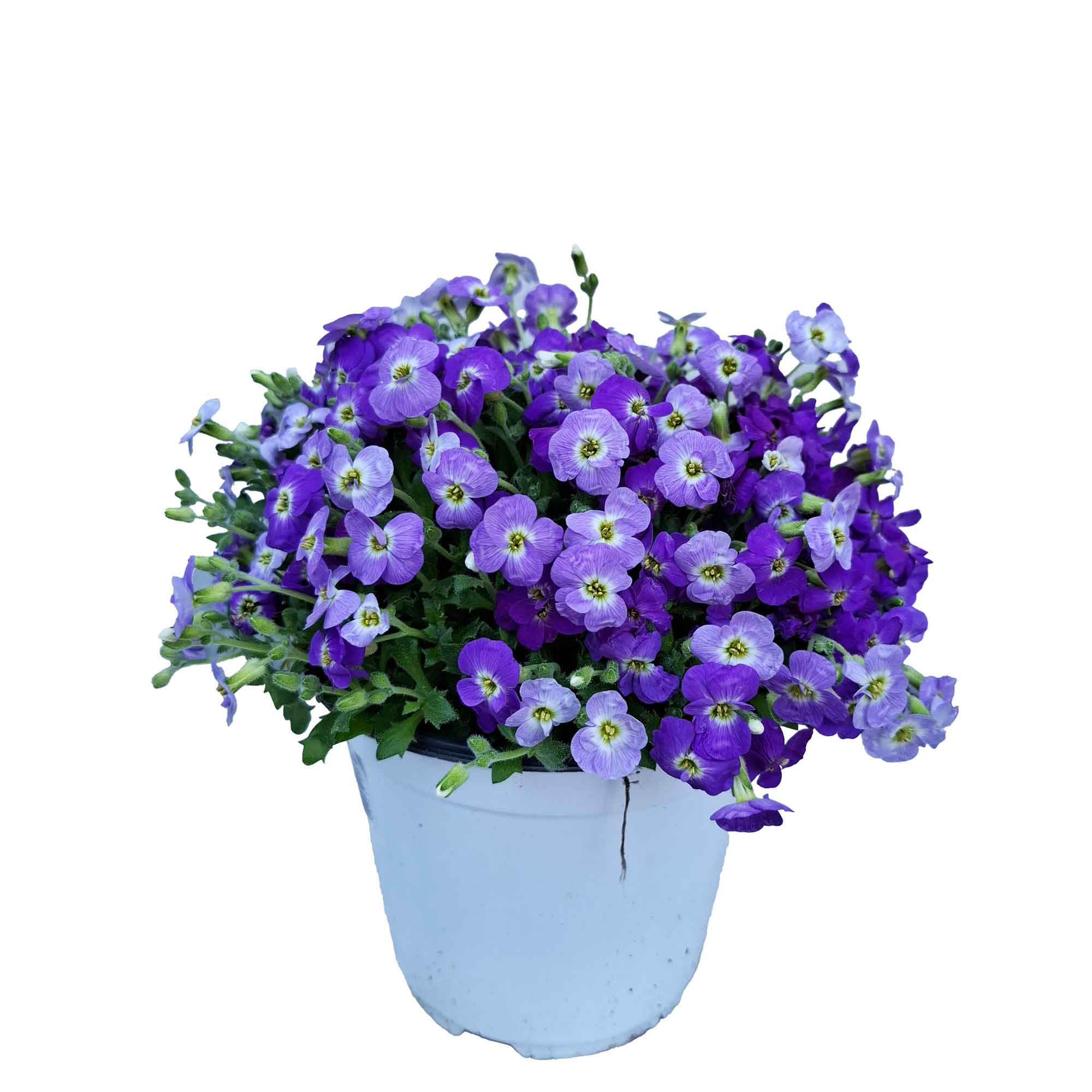 AUBRETIA BUSH D14