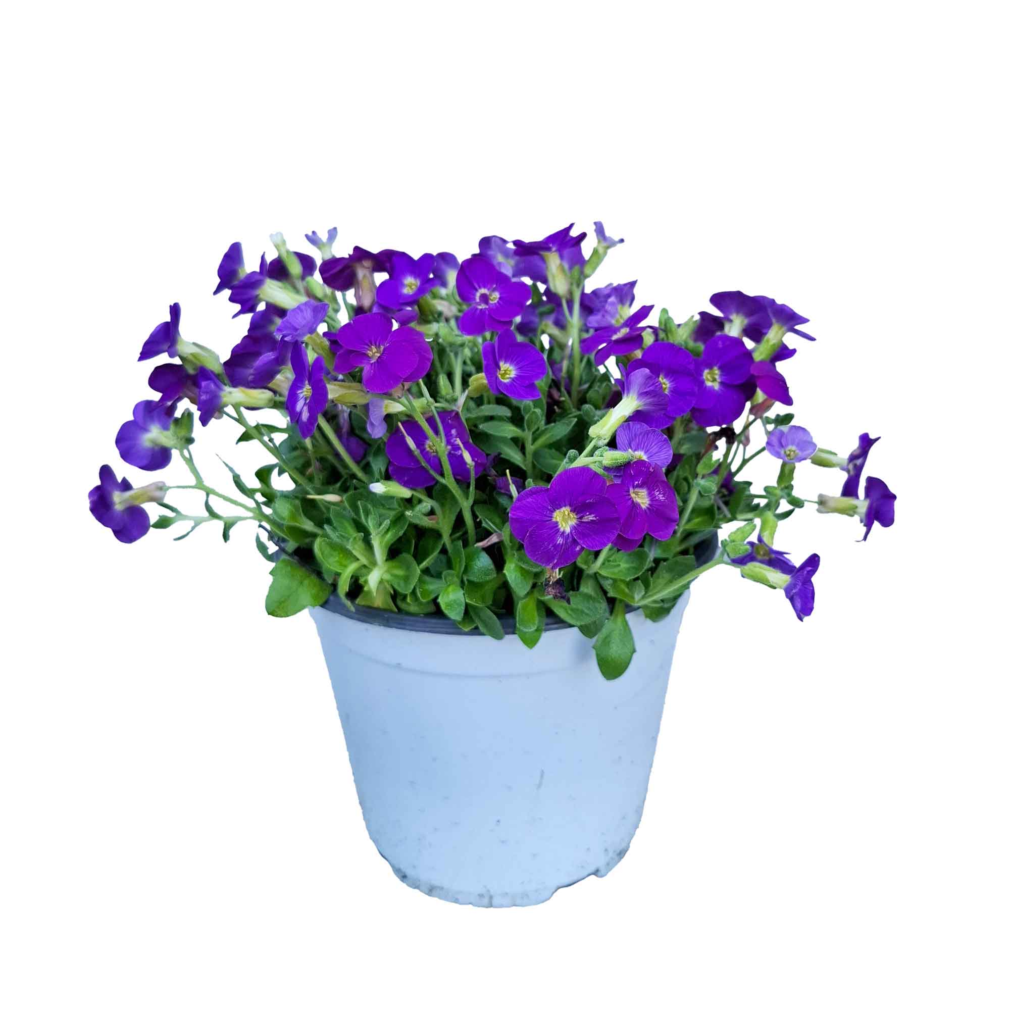 AUBRETIA BUSH D14