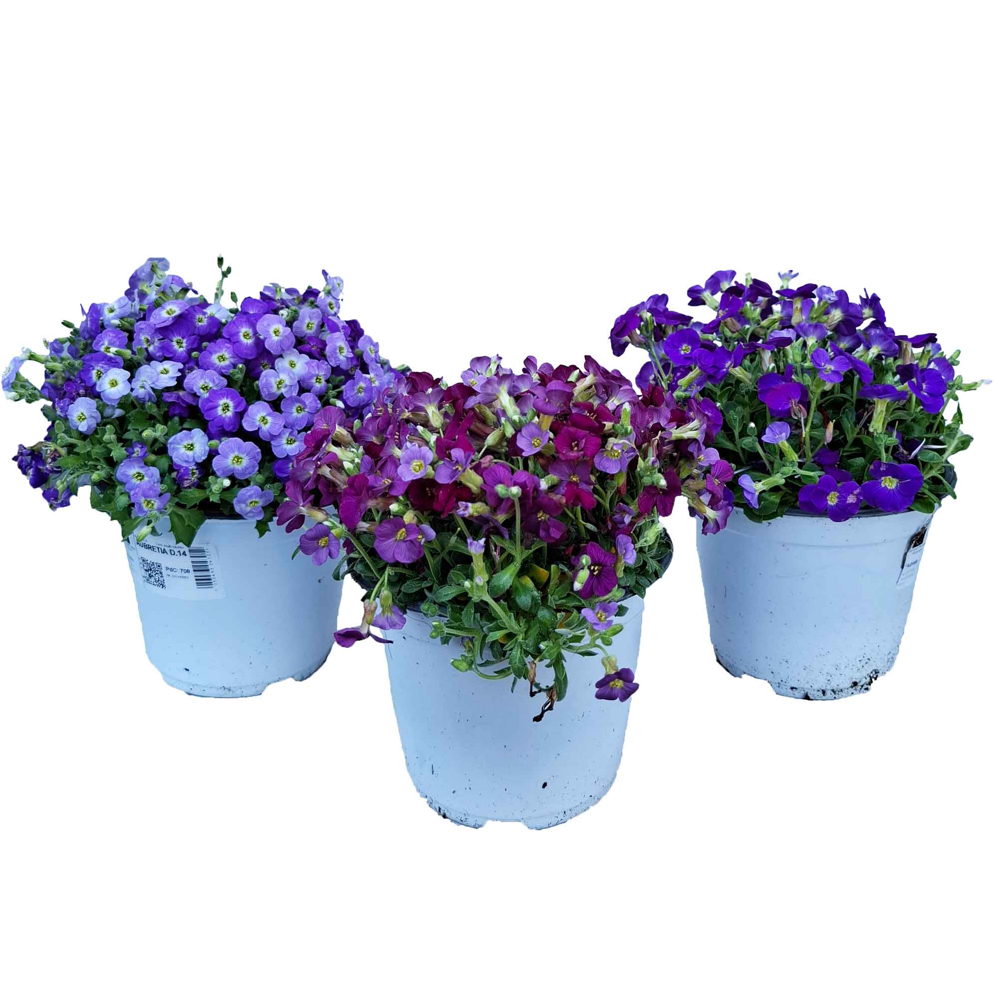 AUBRETIA BUSH D14