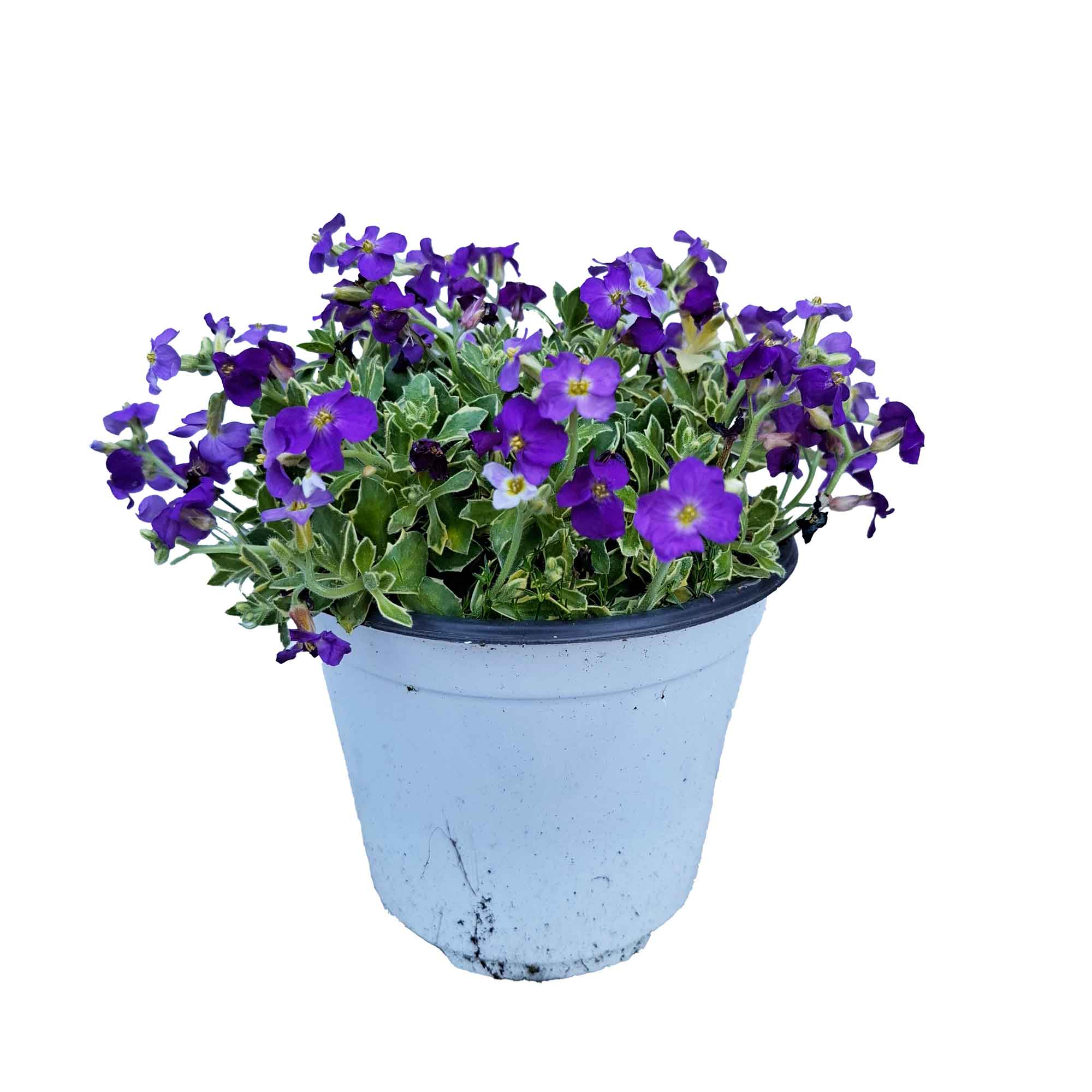 AUBRETIA BUSH D14