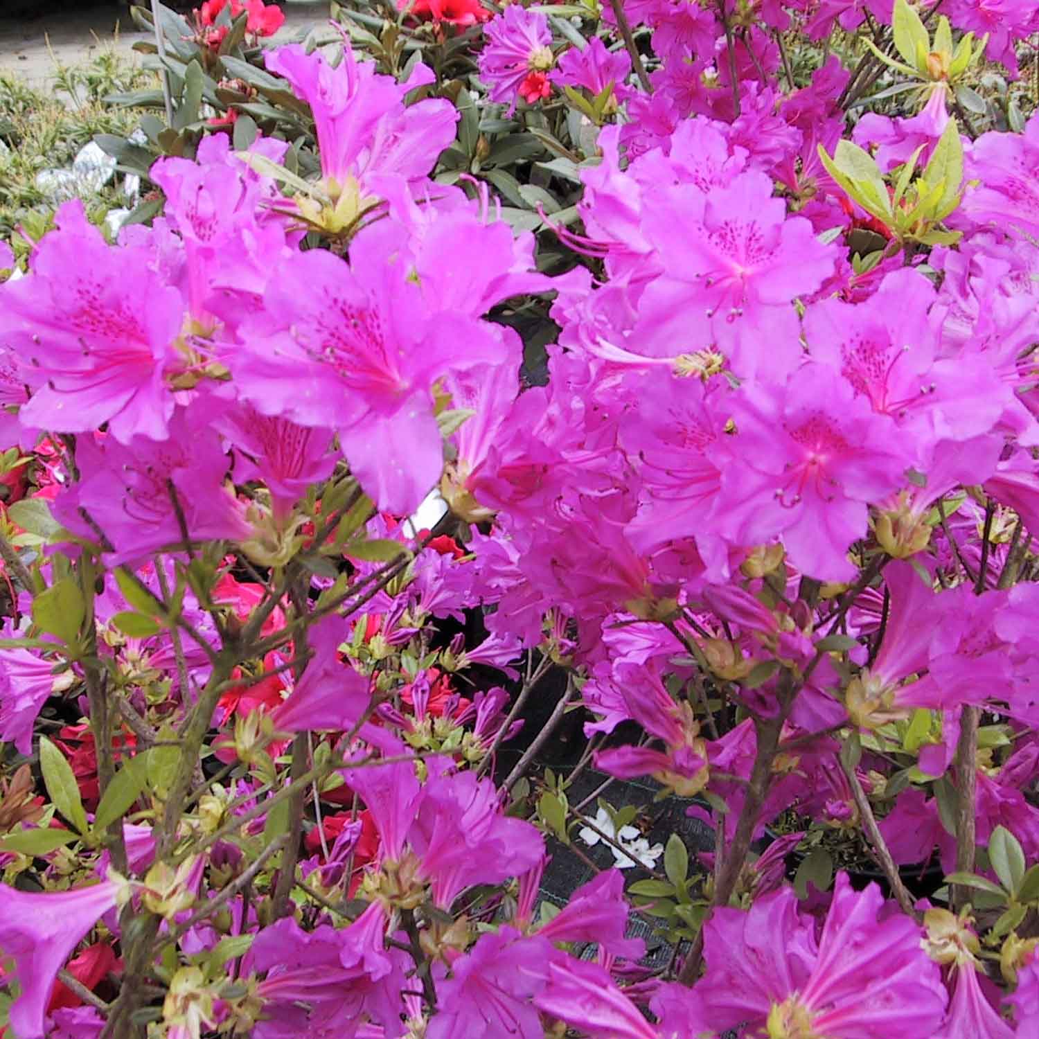 Rhododendron (AJ) 'Blue Danube' 20/25 C2