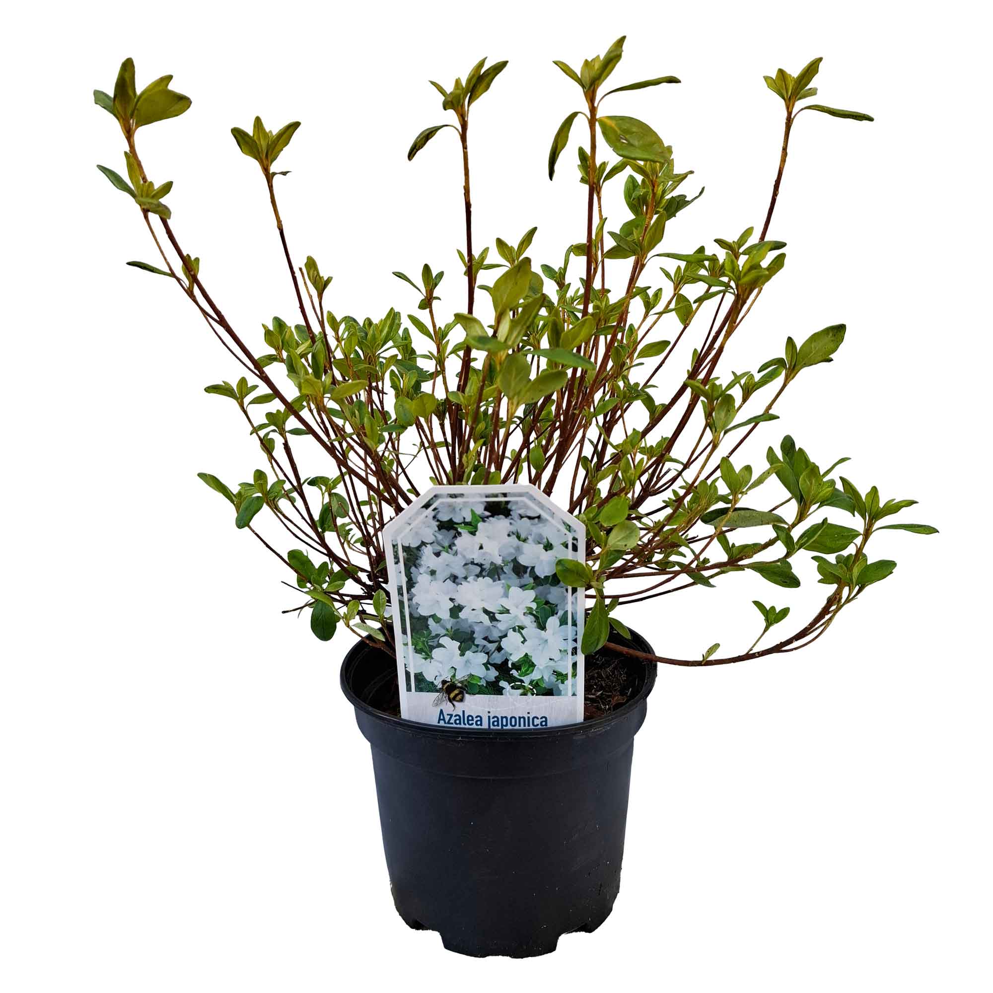 Rhododendron (AJ) 'White Lady' 20/25 C2