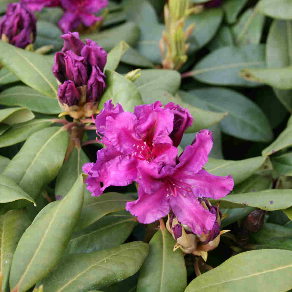 Rhododendron 'Azurro' 30/40 C5