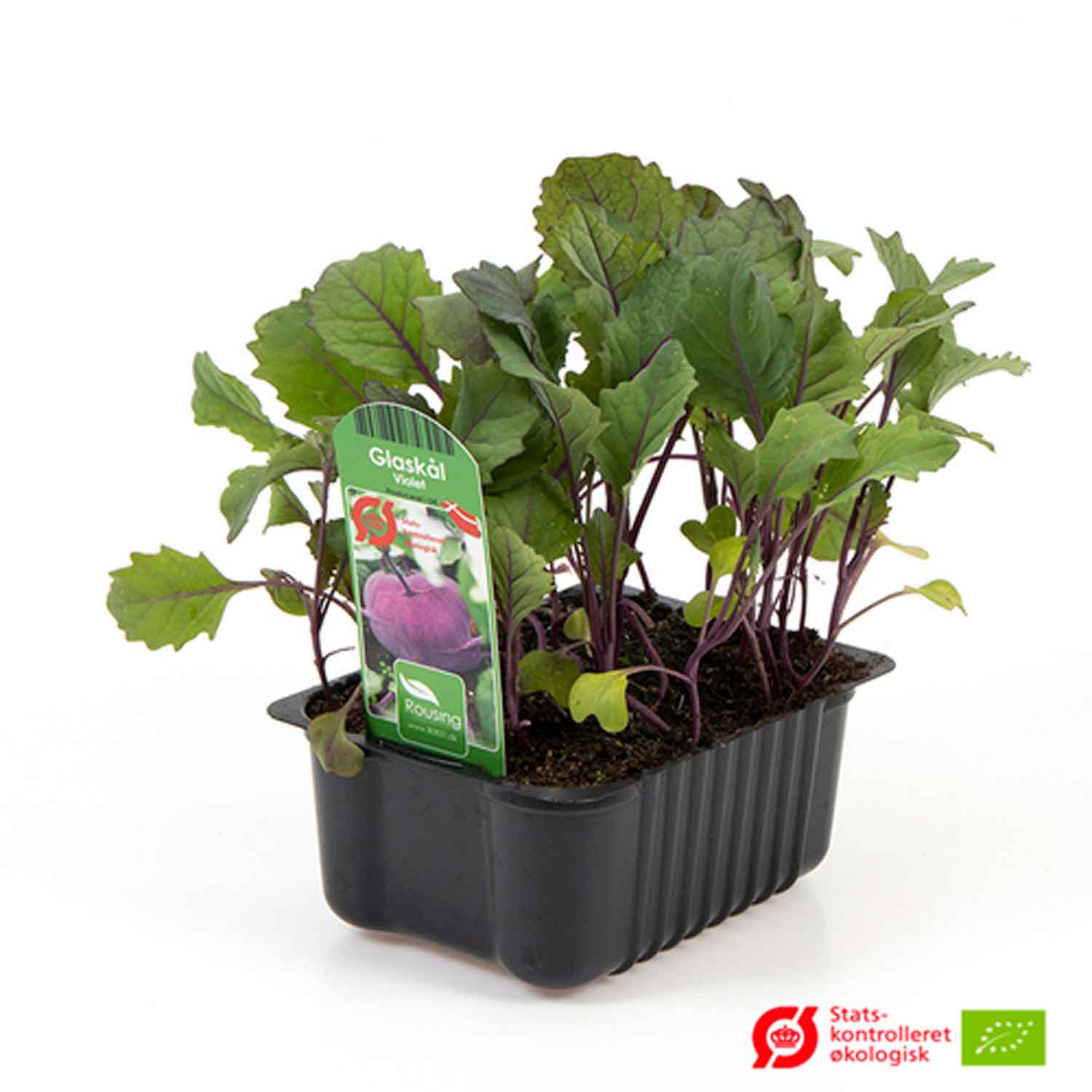 GLASS BOWL PURPLE In box