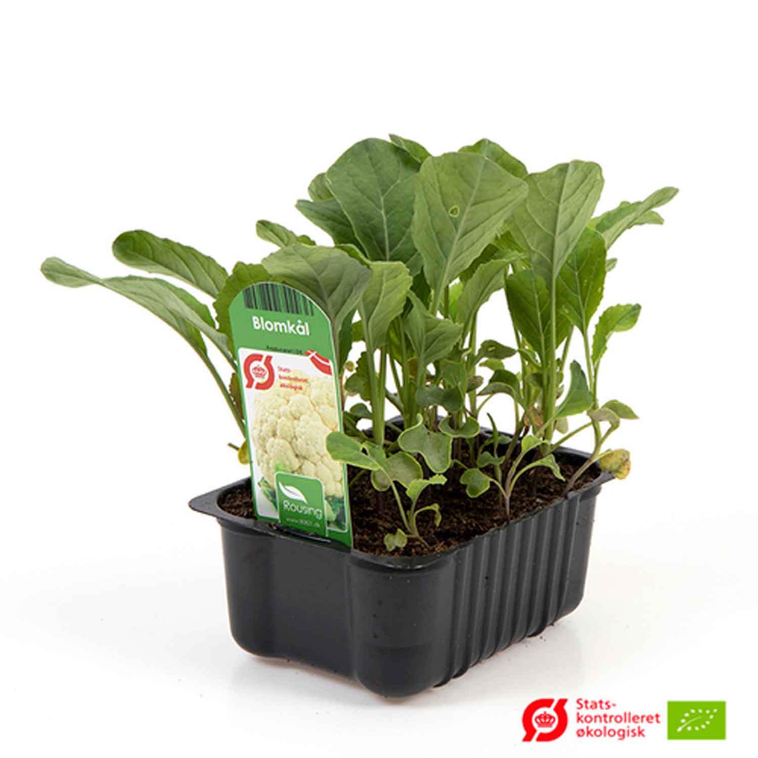 Cauliflower in a box