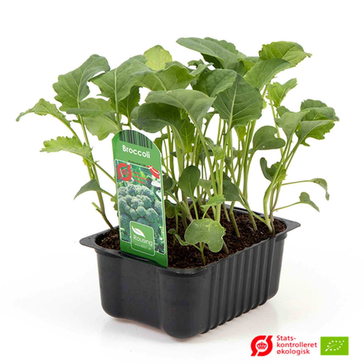 BRASSICA OLERA. 'BROCCOLI' box