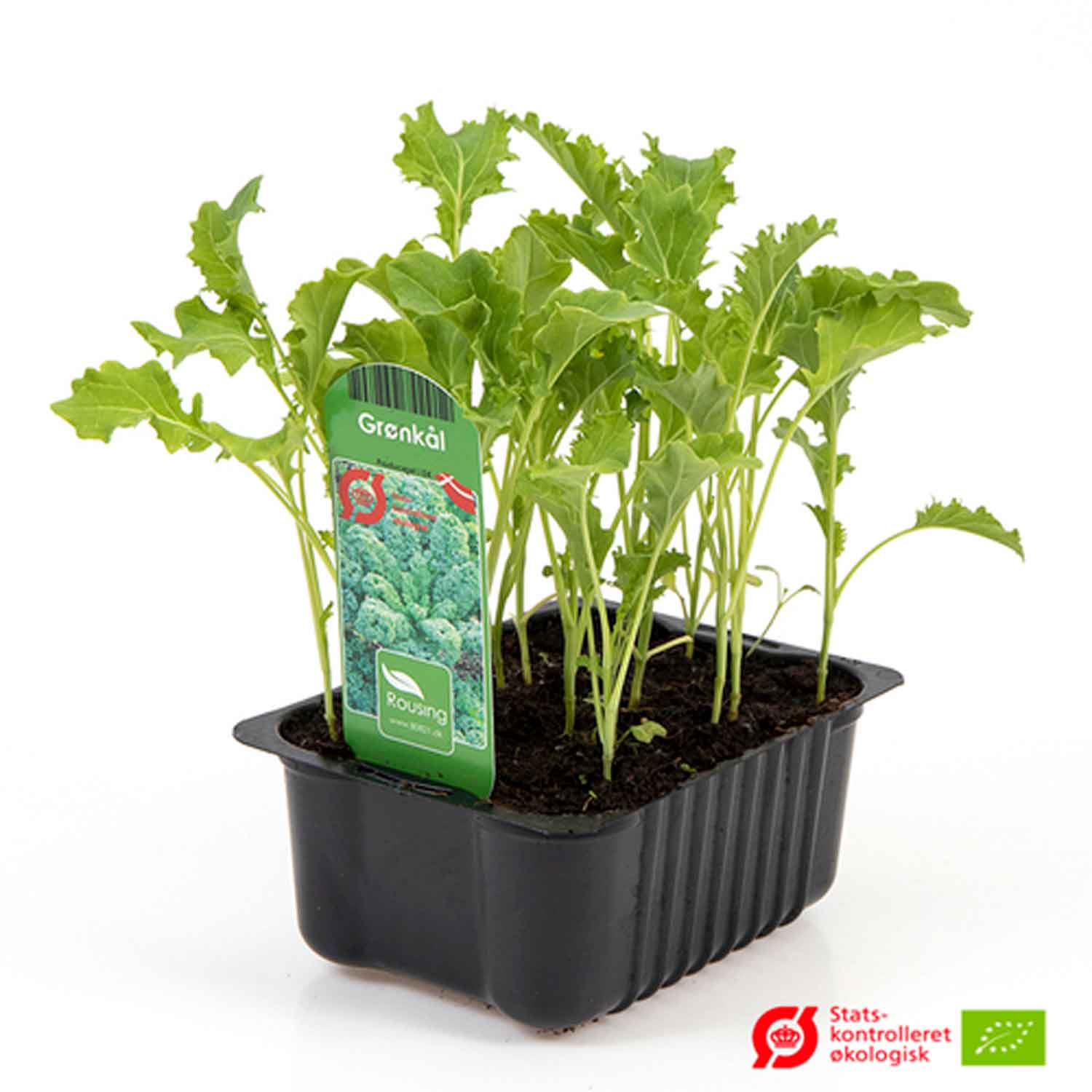 Kale in a box