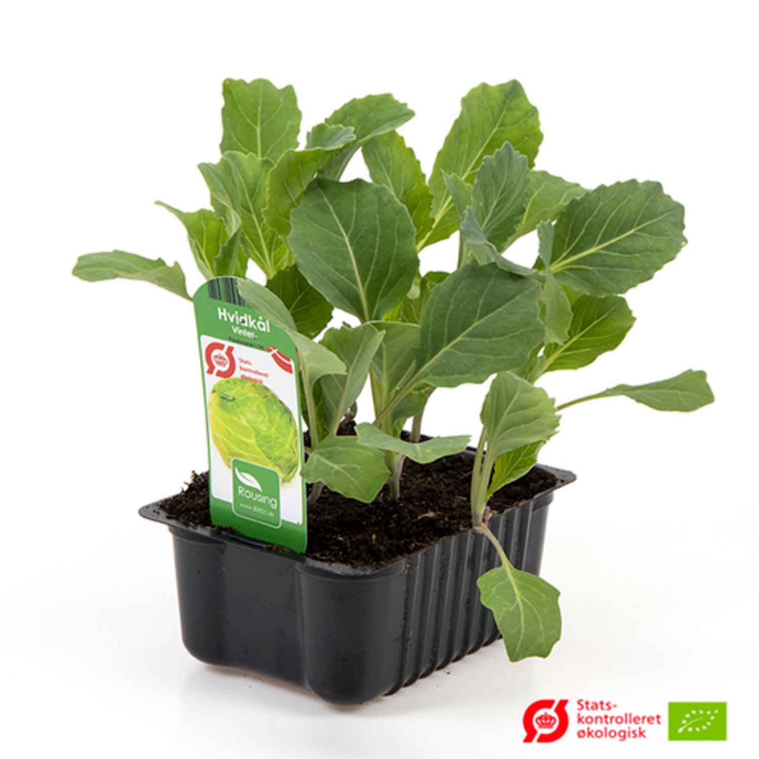 BRASSICA OLERA. 'HVIDKÅL VINTE box