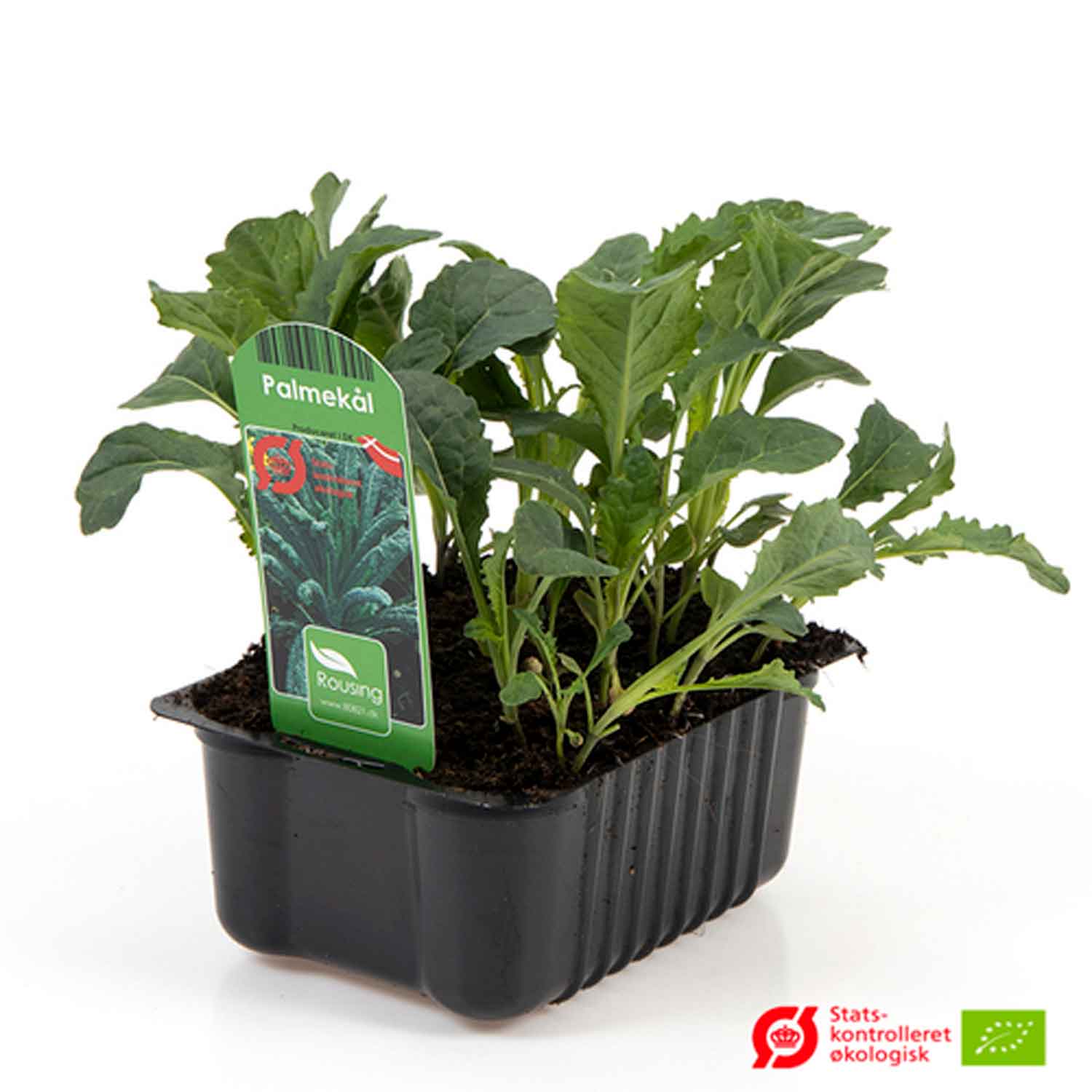 BRASSICA OLERA. 'PALMEKÅL TOCA 1cm