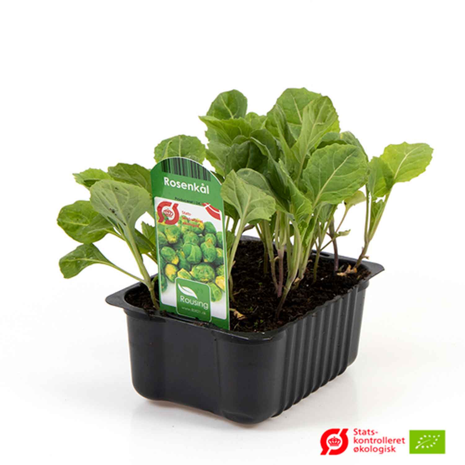 BRASSICA OLERA. 'ROSENKÅL' box