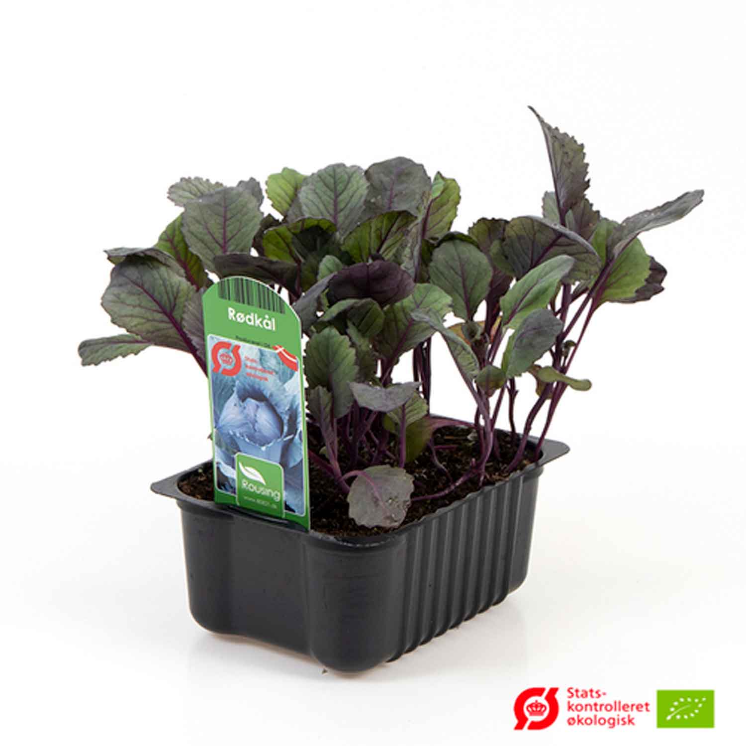 BRASSICA OLERA. 'RØDKÅL' box