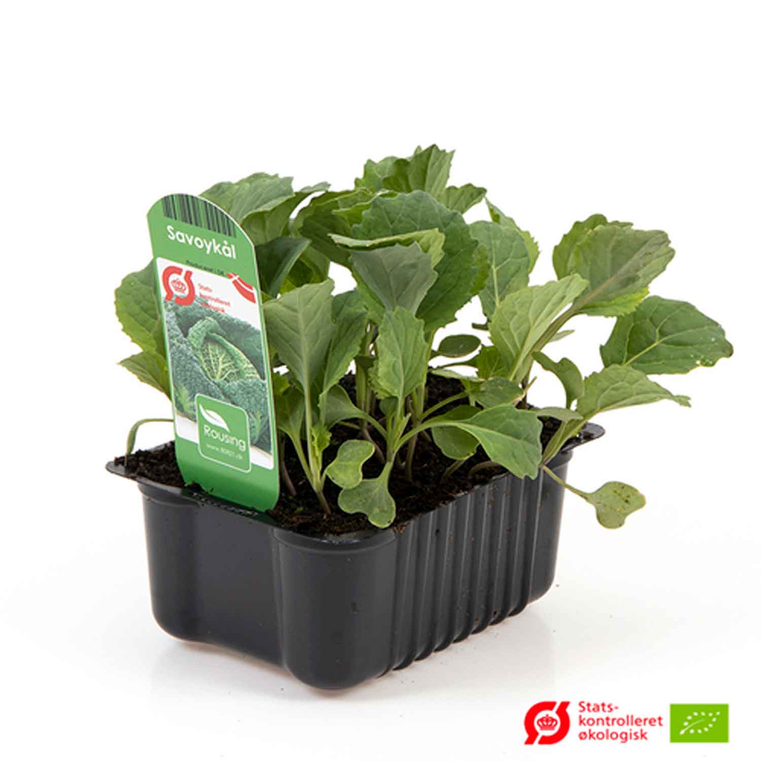BRASSICA OLERA. 'SAVOYKÅL' box