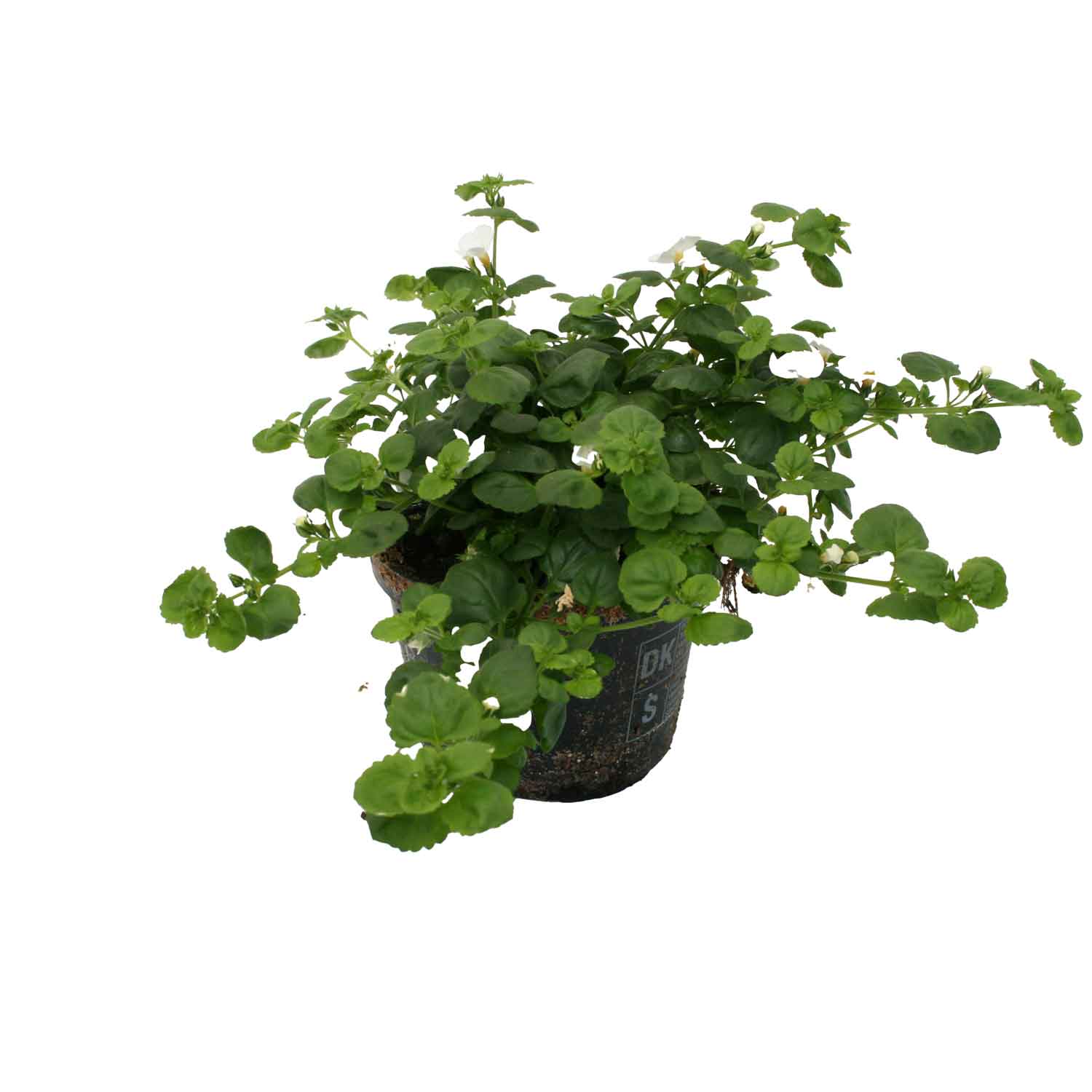 BACOPA CAR. SNOWFLAKE 10,5 cm. pot.