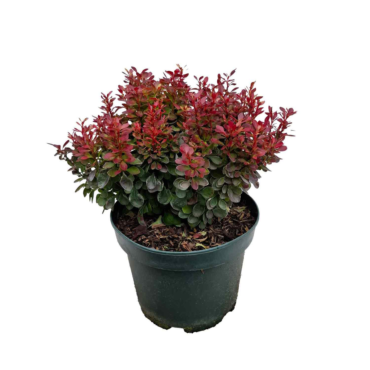 Berberis thunb. 'Lutin Rouge' 20/- C3