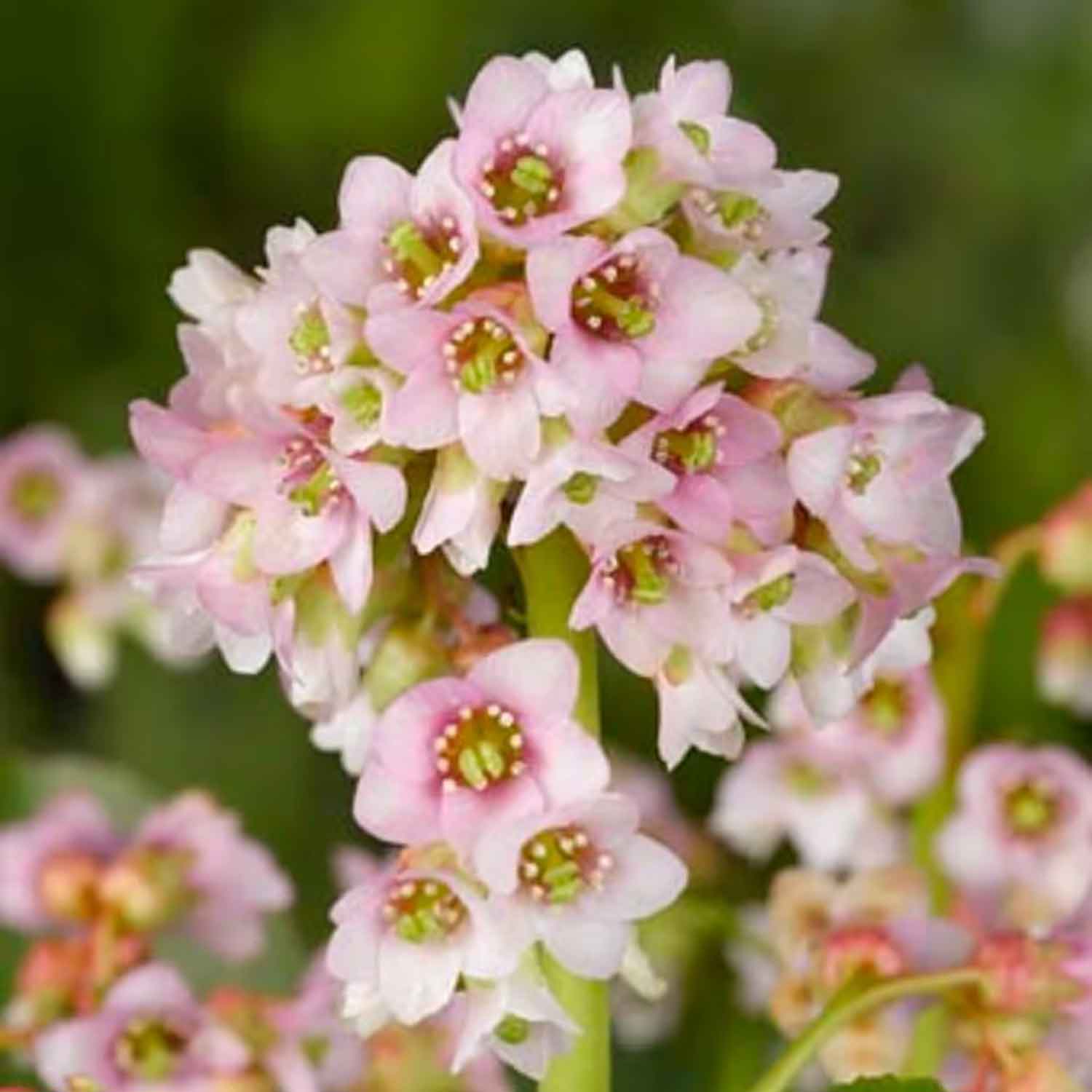 Bergenia 'Baby Doll' 2L