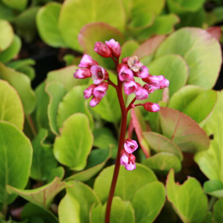 Bergenia 'Rotblum' p9