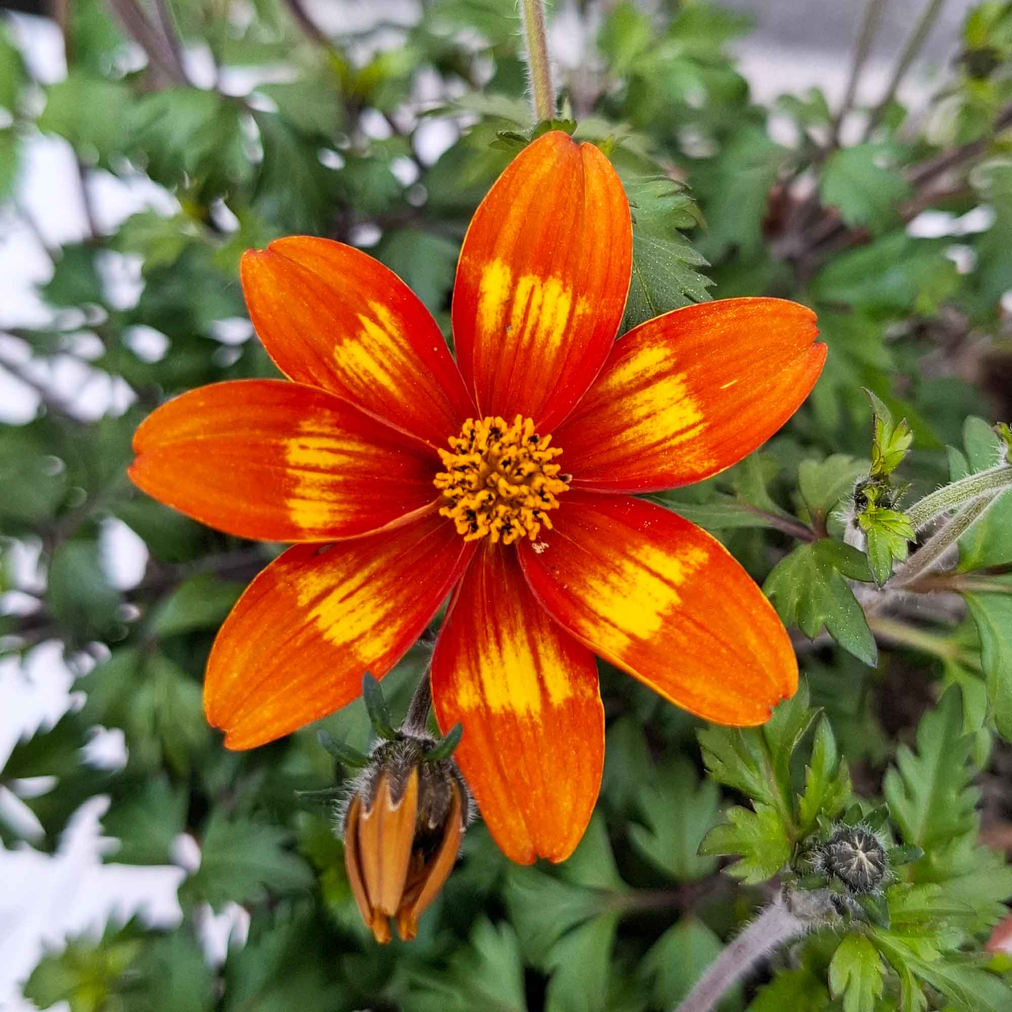 BIDENS BUSH D14