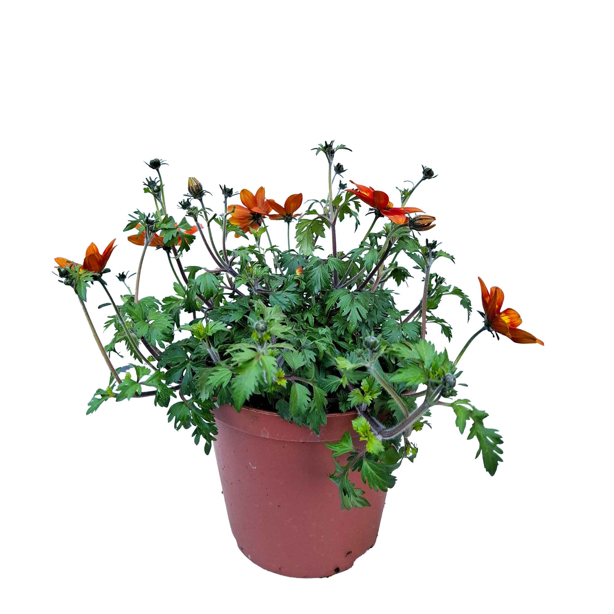 BIDENS BUSH D14