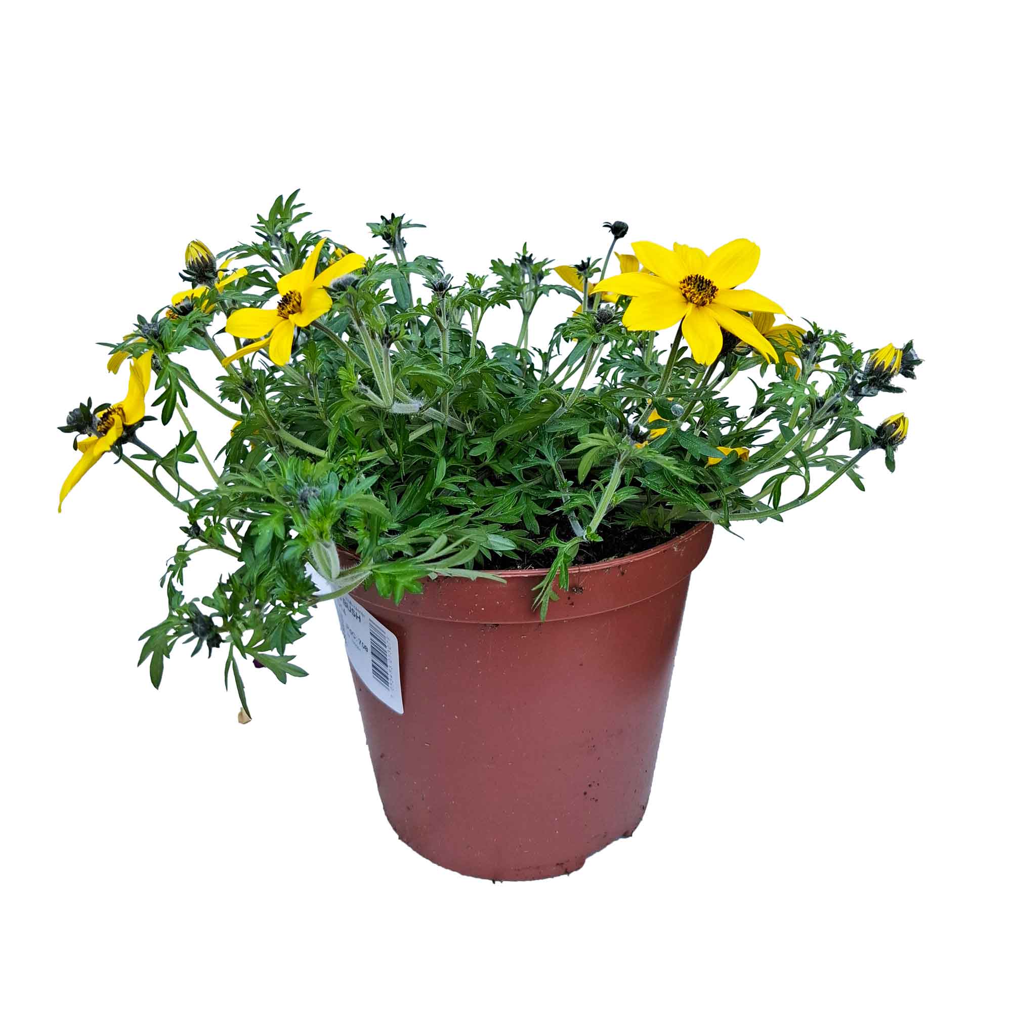 BIDENS BUSH D14