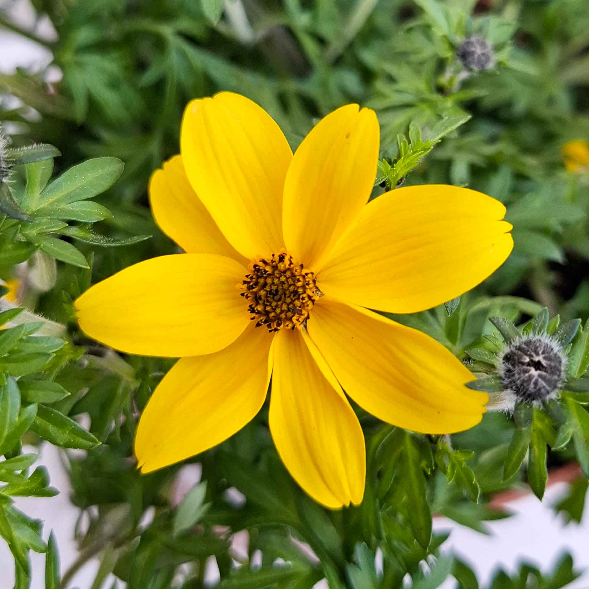 BIDENS BUSH D14