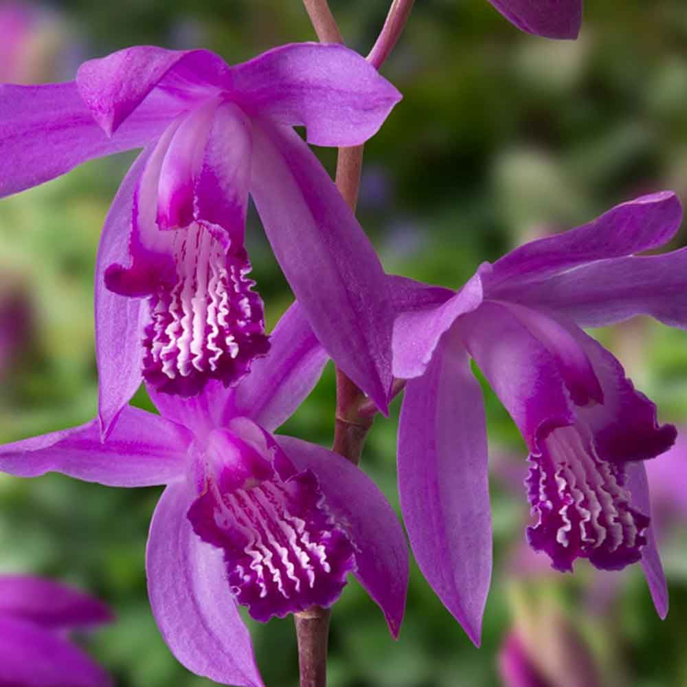 Bletilla striata P9