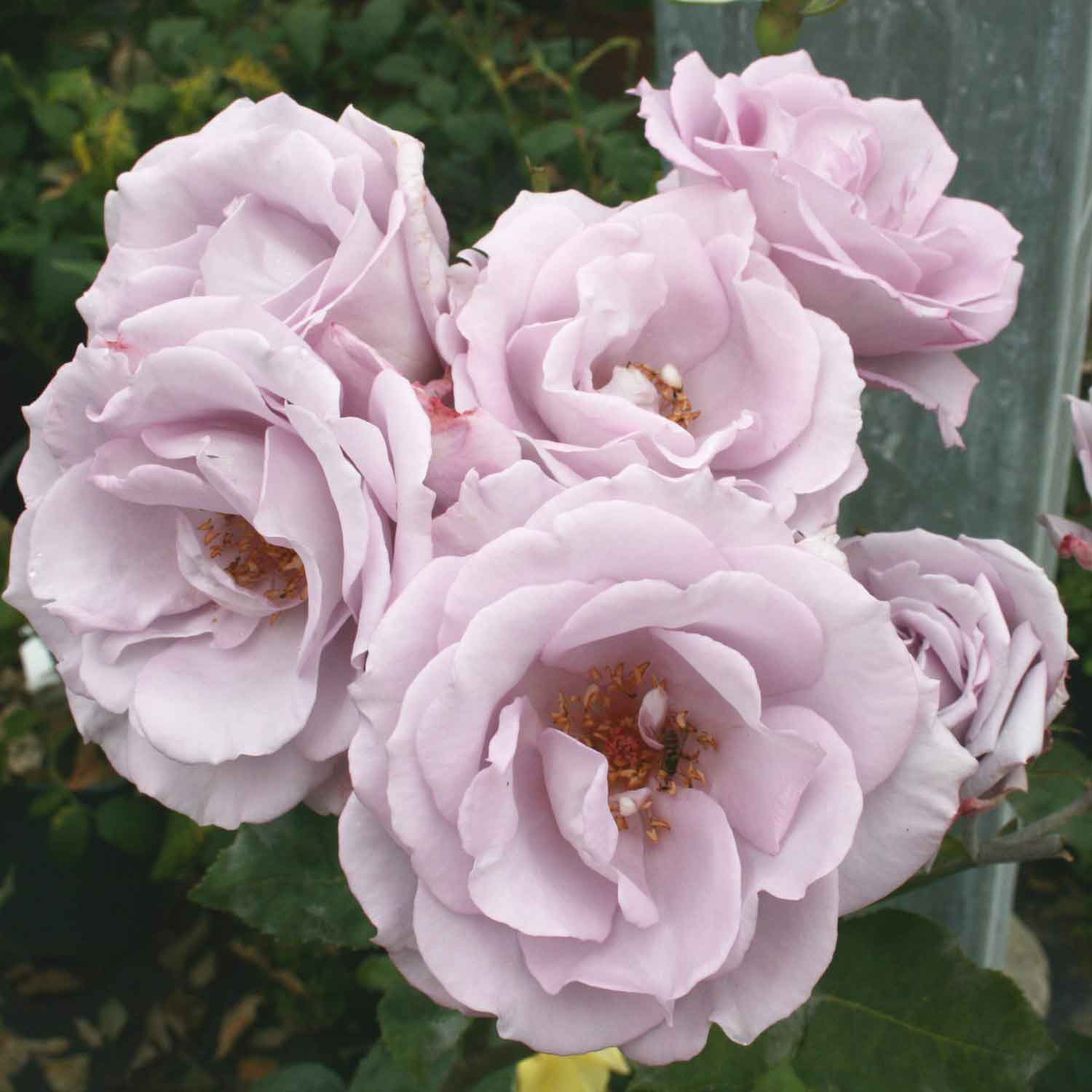 Rose 'Blue Moon'