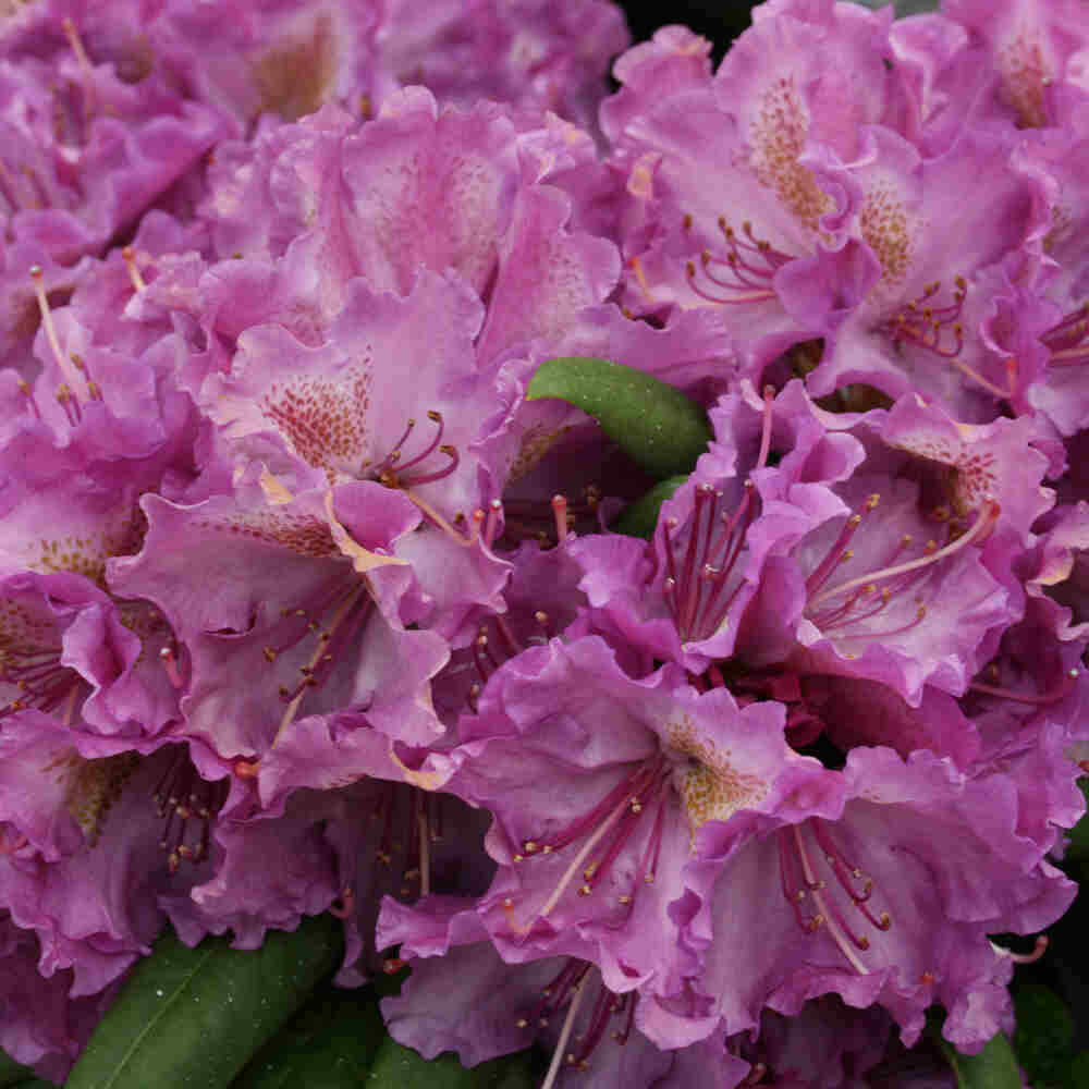 Rhododendron yak. 'Bohlken's Lupinenberg' 30-40 - C5