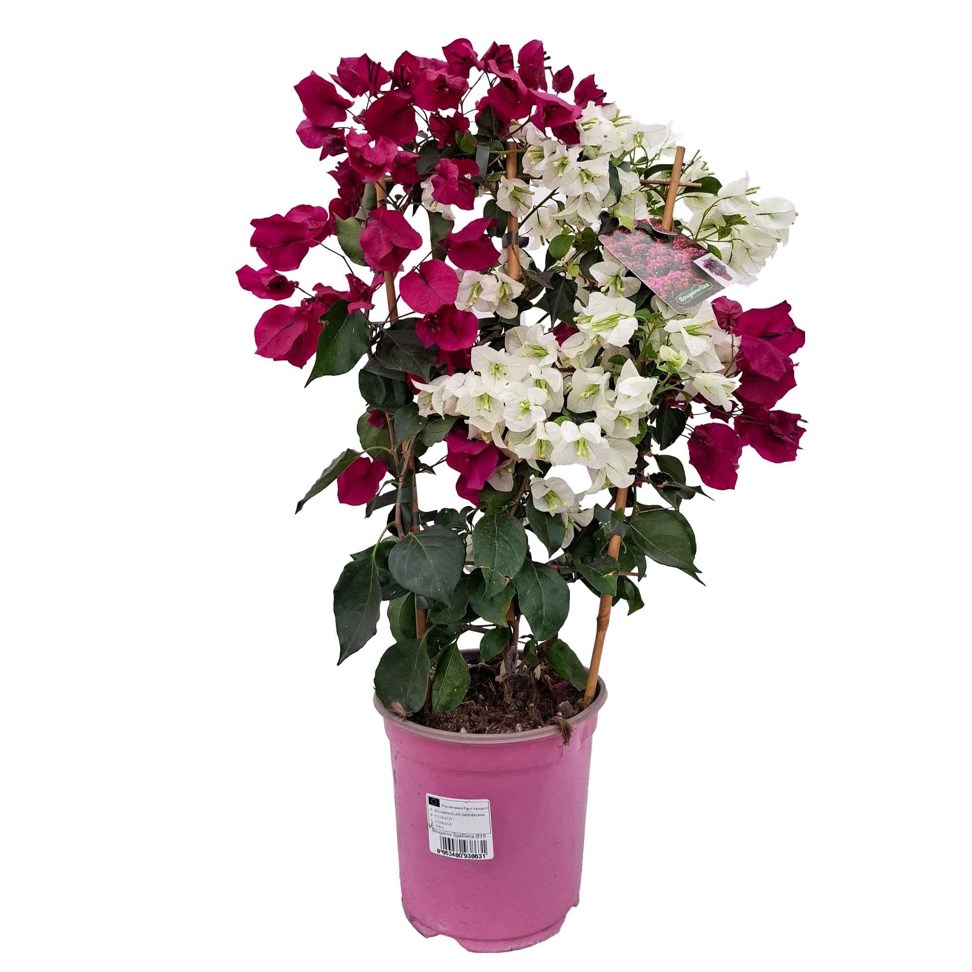 Bougainvillea Sanderiana Californian Espalier D.19