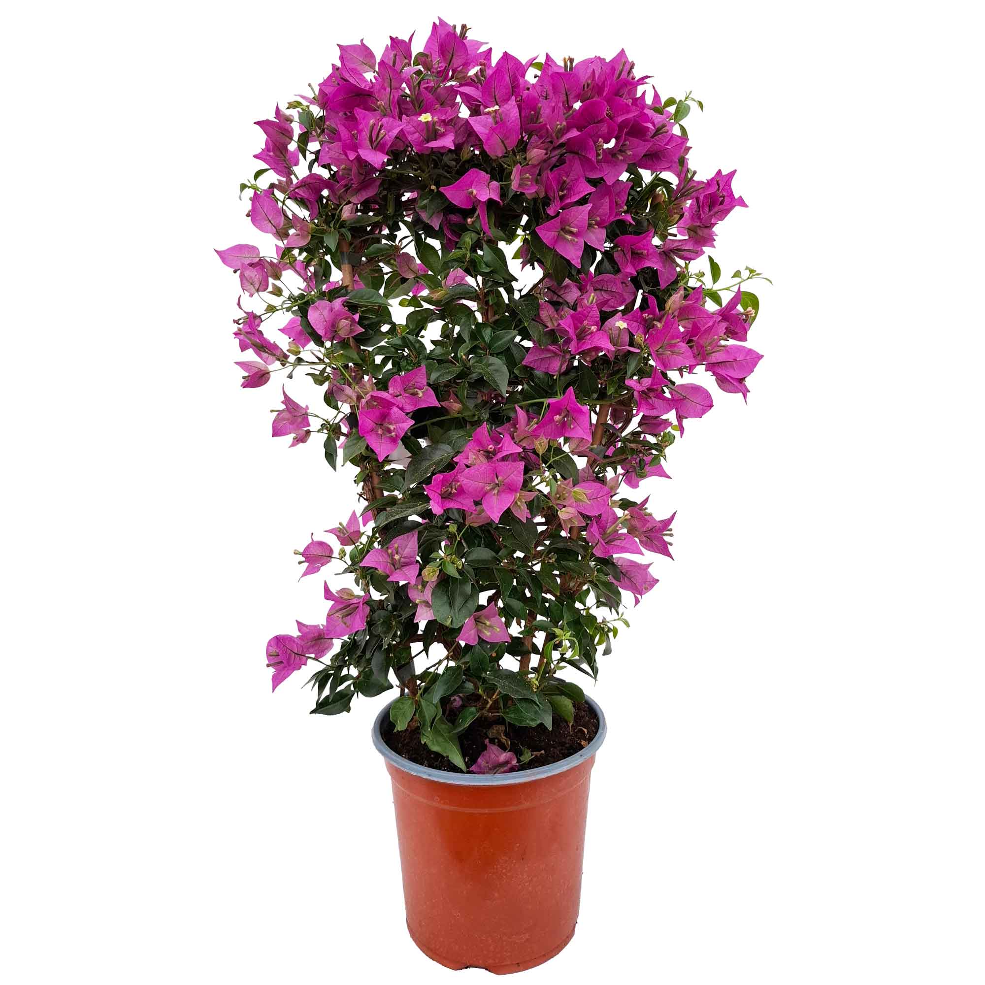 Bougainvillea Sanderiana Californian Espalier D.19