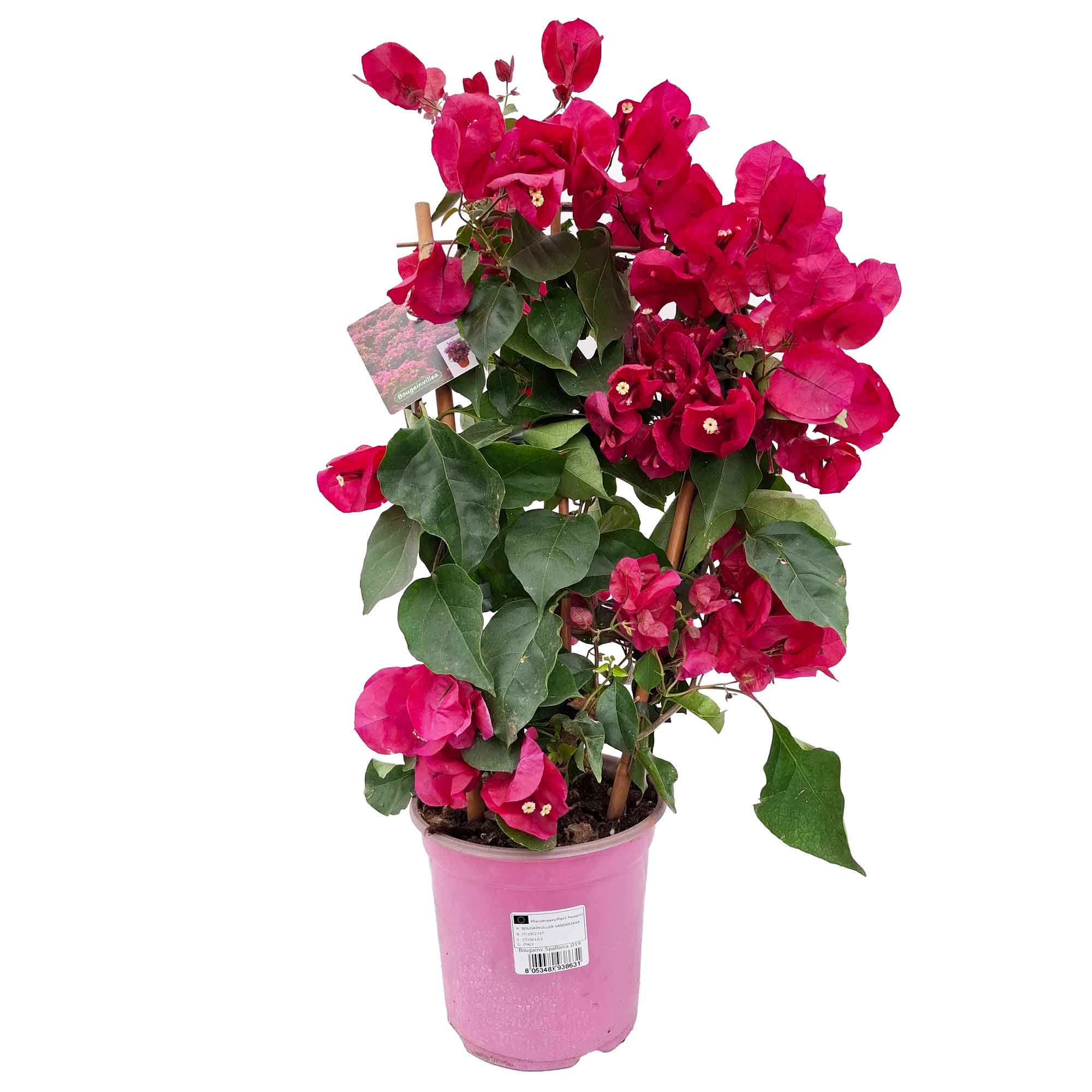 Bougainvillea Sanderiana Californian Espalier D.19