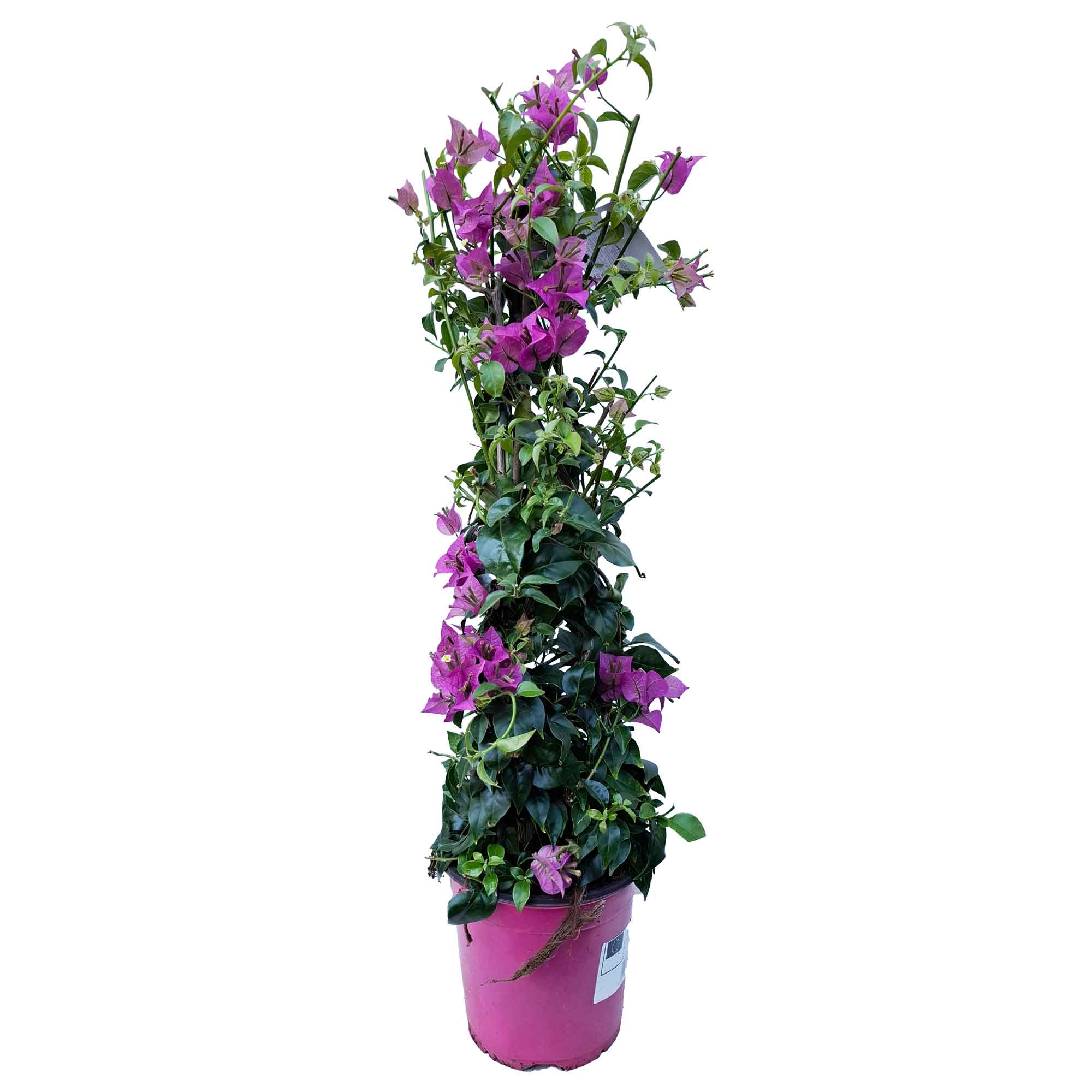 Bougainvillea Sanderiana Pyramid D.17