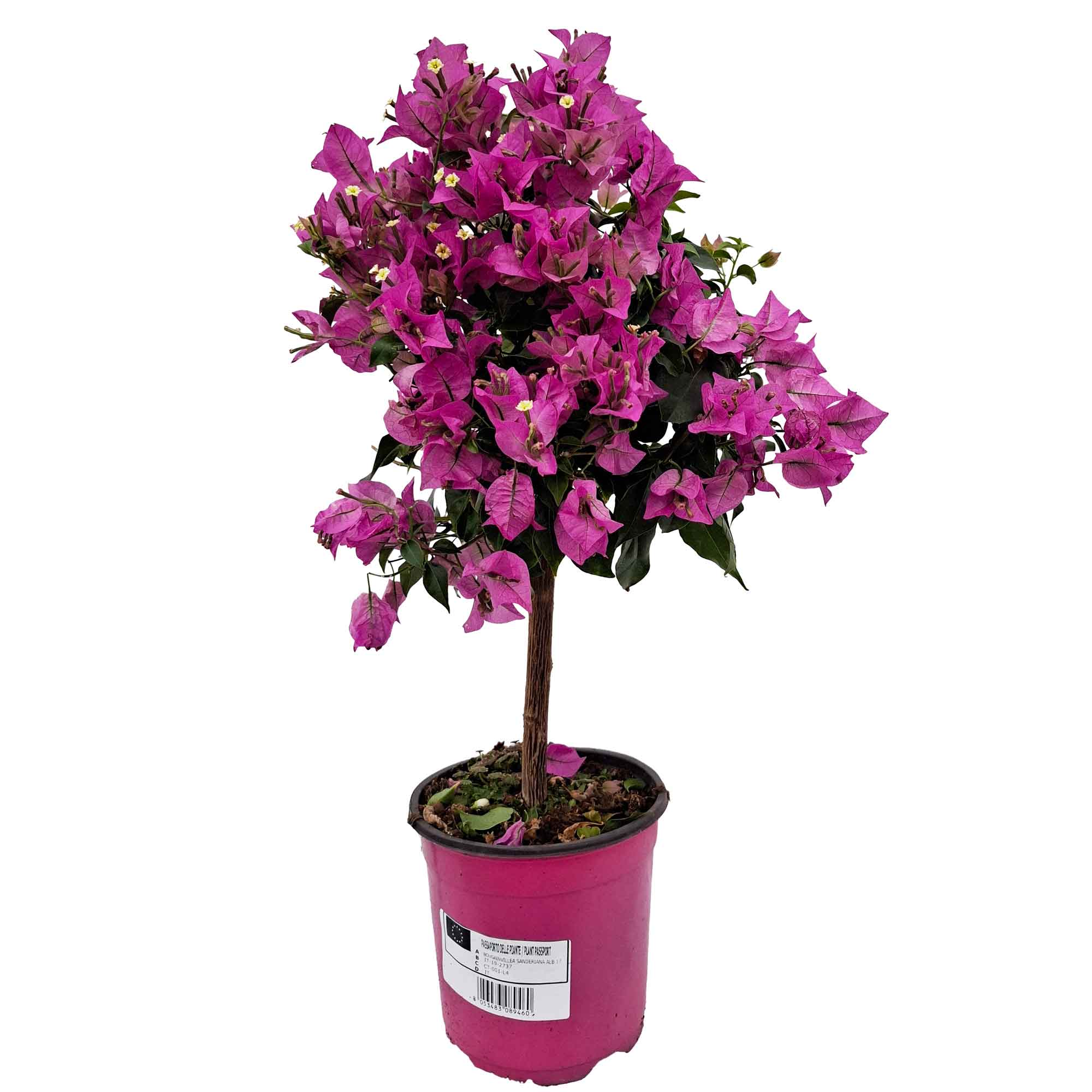 Bougainvillea Sapling D.17