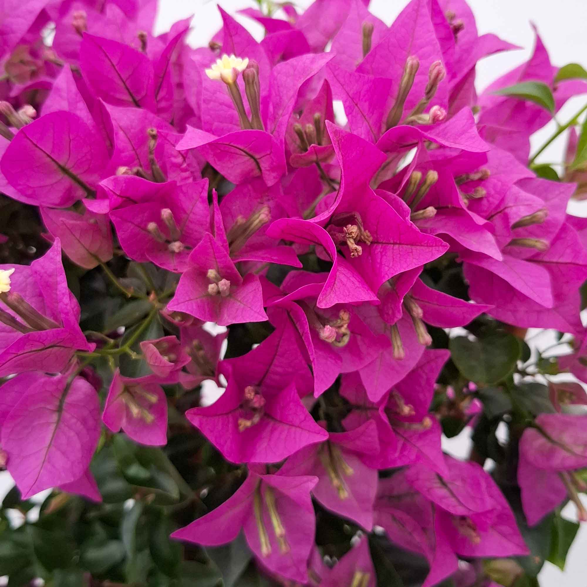 Bougainvillea Sapling D.17