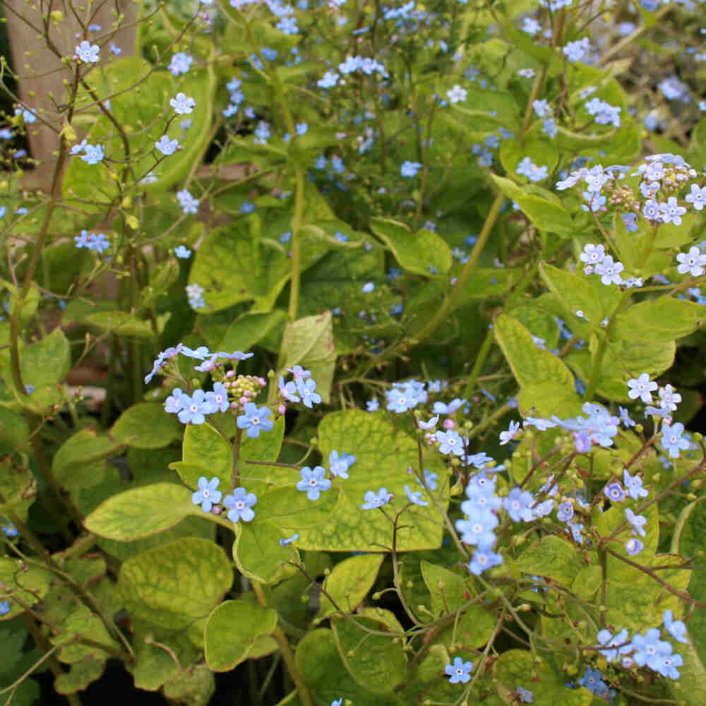 Brunnera macrophylla 1 L