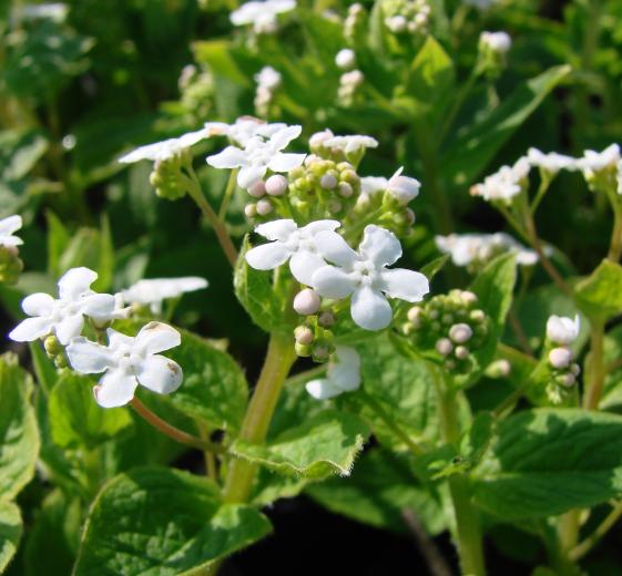 Brunnera macrophylla 'Betty Bowring' 1L