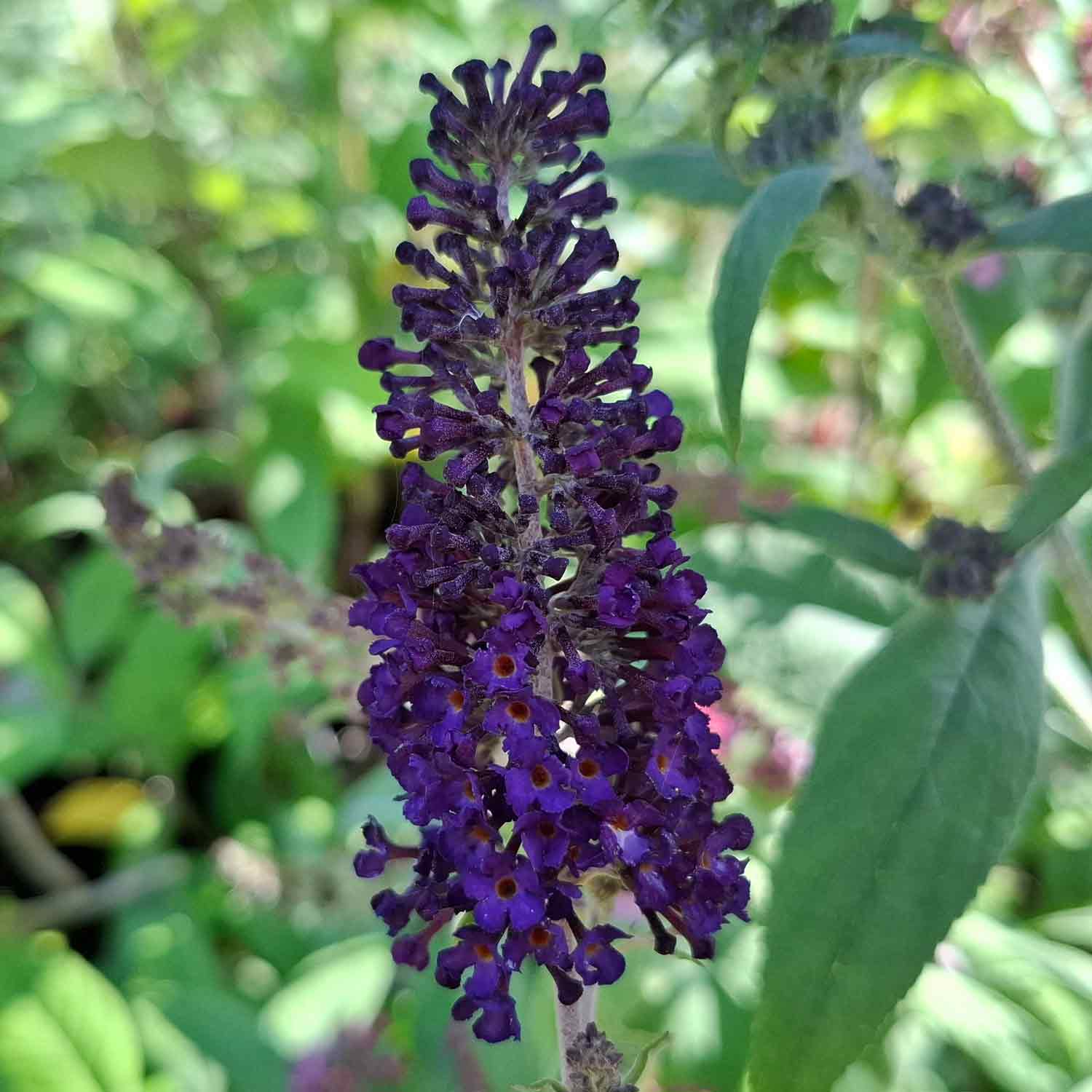 Buddleia d. 'Black Knight' 4L