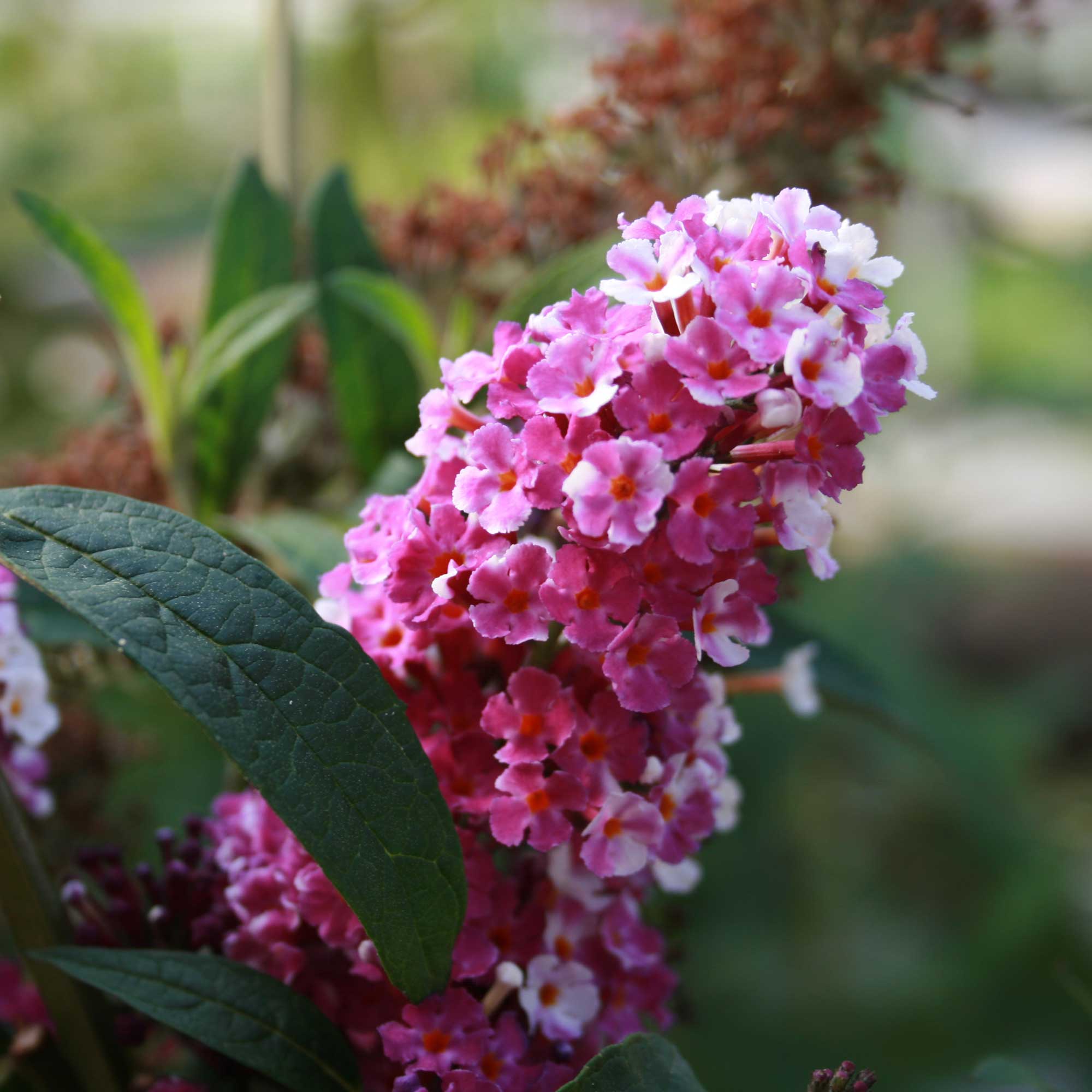 Buddleja davidii 'Berries and Cream' ® 30/40 C3