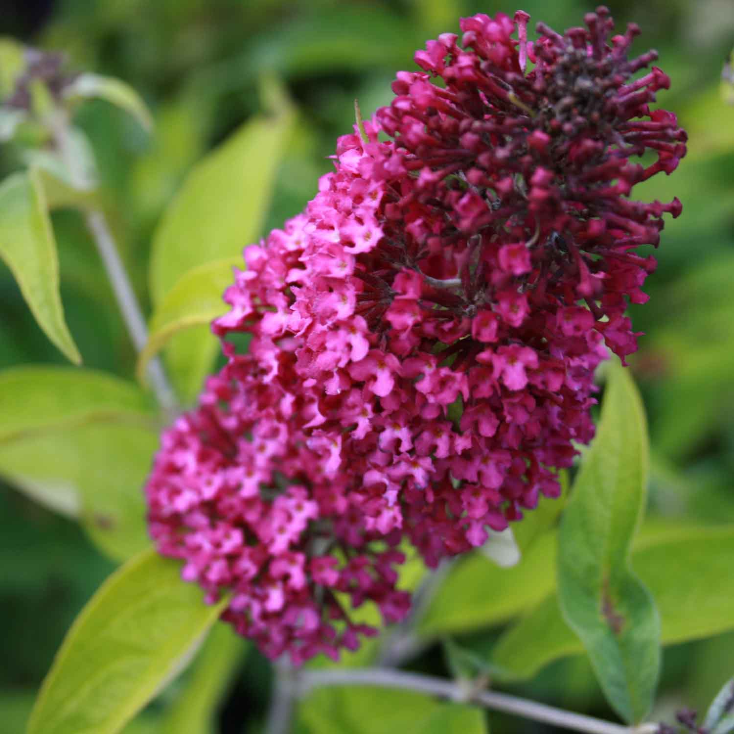 Buddleja davidii 'Sugar Plum' ® 30/40 C3