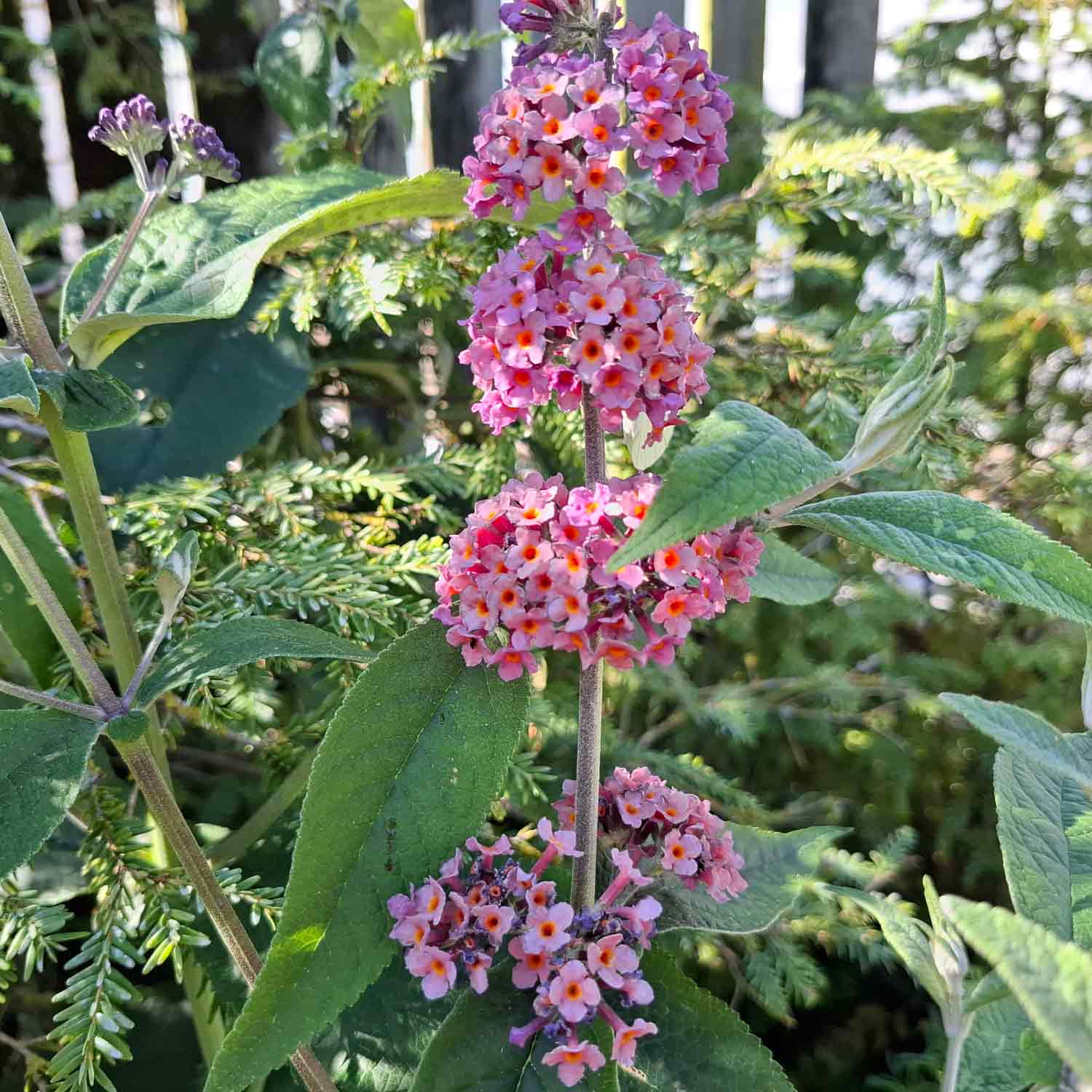 Buddleja davidii 'Flower Power' ® C4.6
