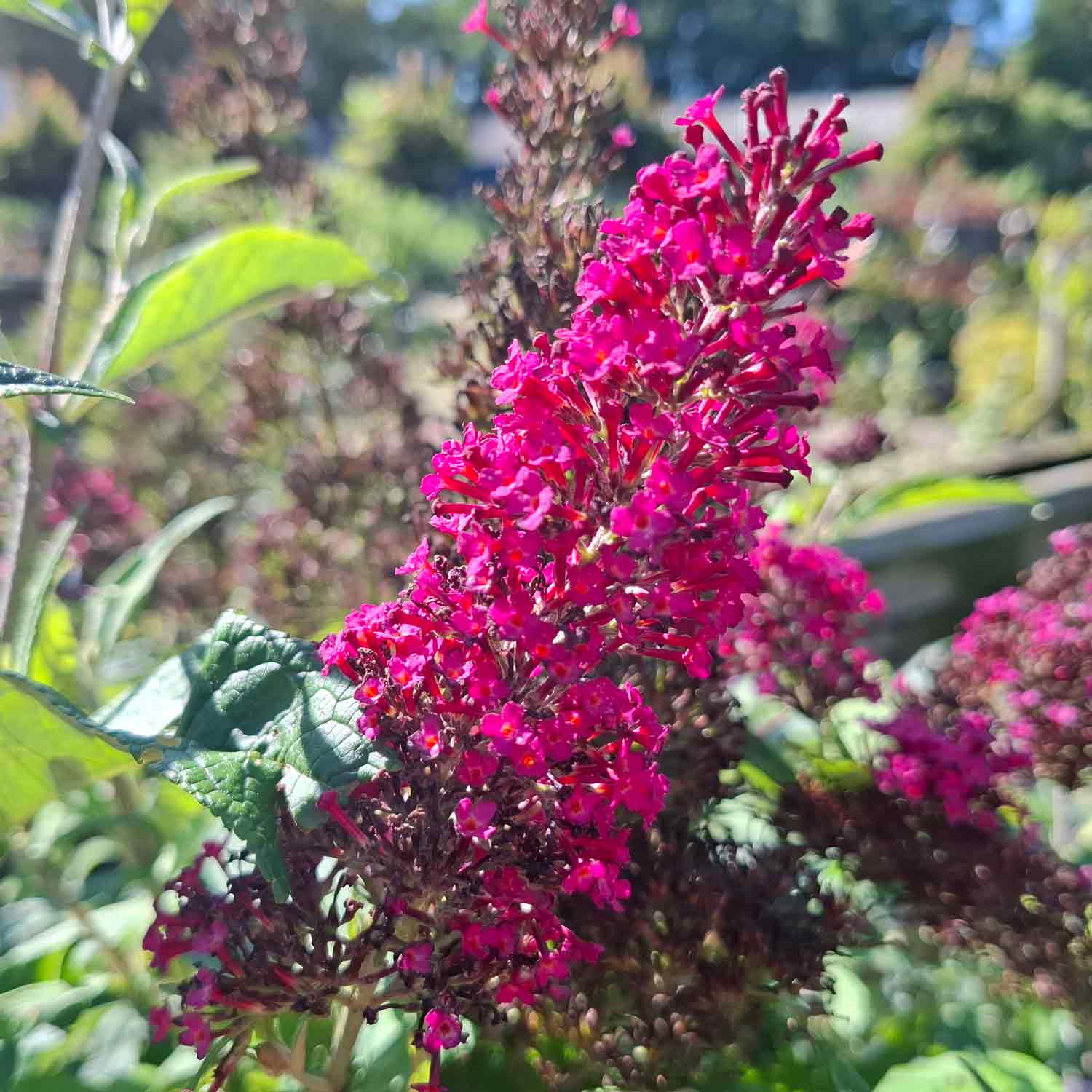 Buddleia davidii Funkyu Fuchsia C5