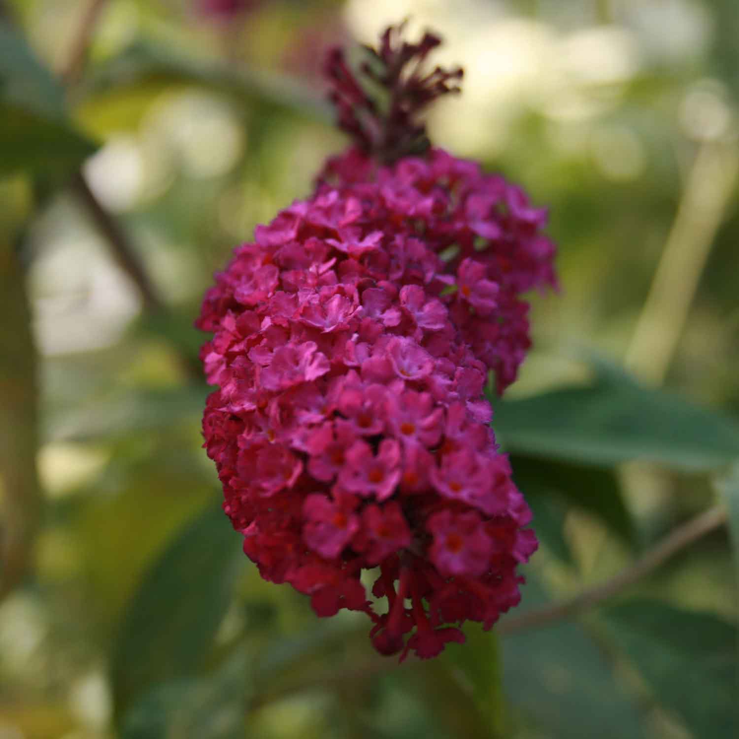 Buddleia d. 'Royal Red' 4L