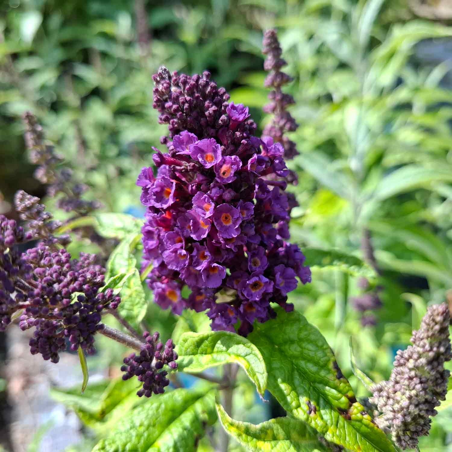 Buddleja davidii Summer Kids ® 'Timmi' C4,6