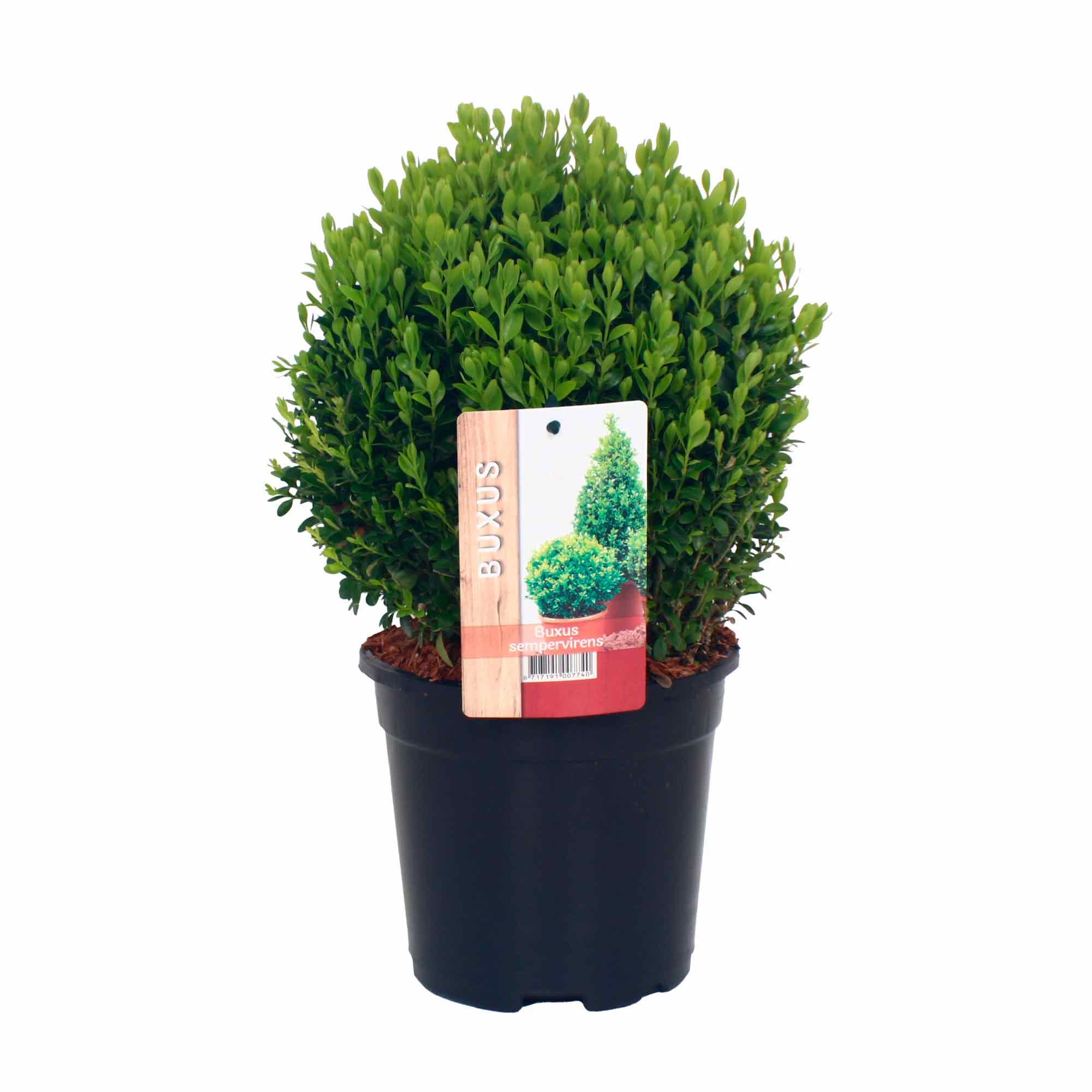Boxwood 17cm