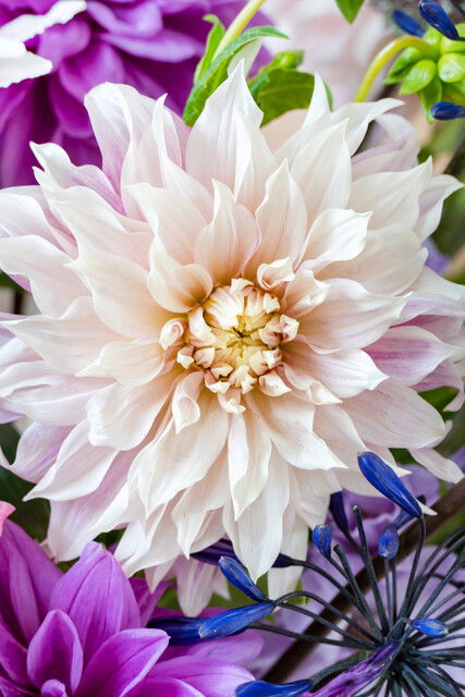 Dahlia Café Au Lait Storblommigt