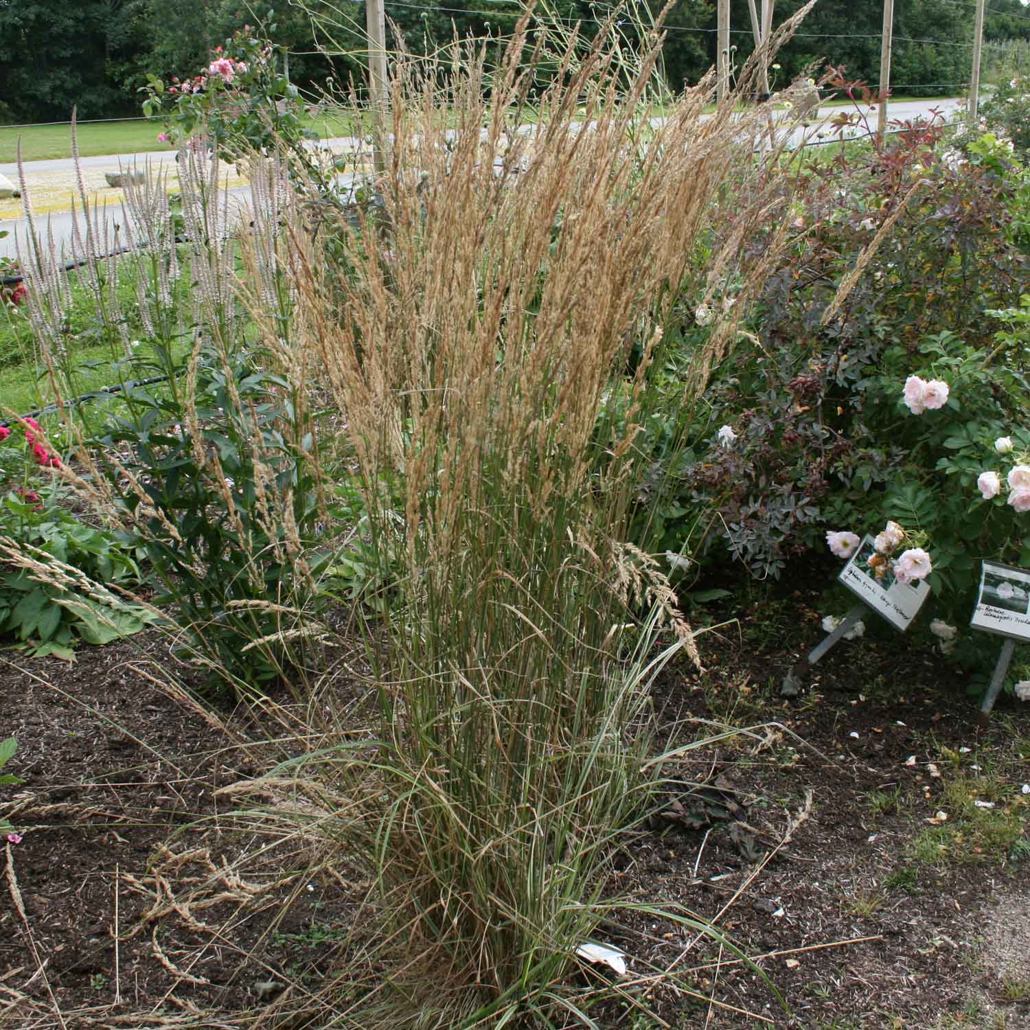 Calamagrostis acut. 'Overdam' P9