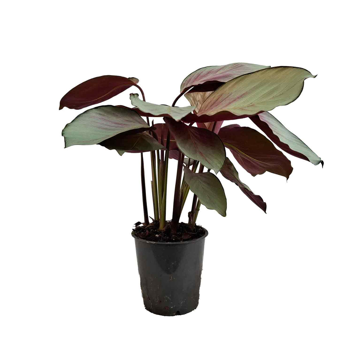 Calathea rosea-picta 'Silverplate' 12cm