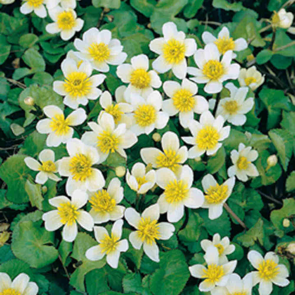 Caltha palustris var. alba 9cm