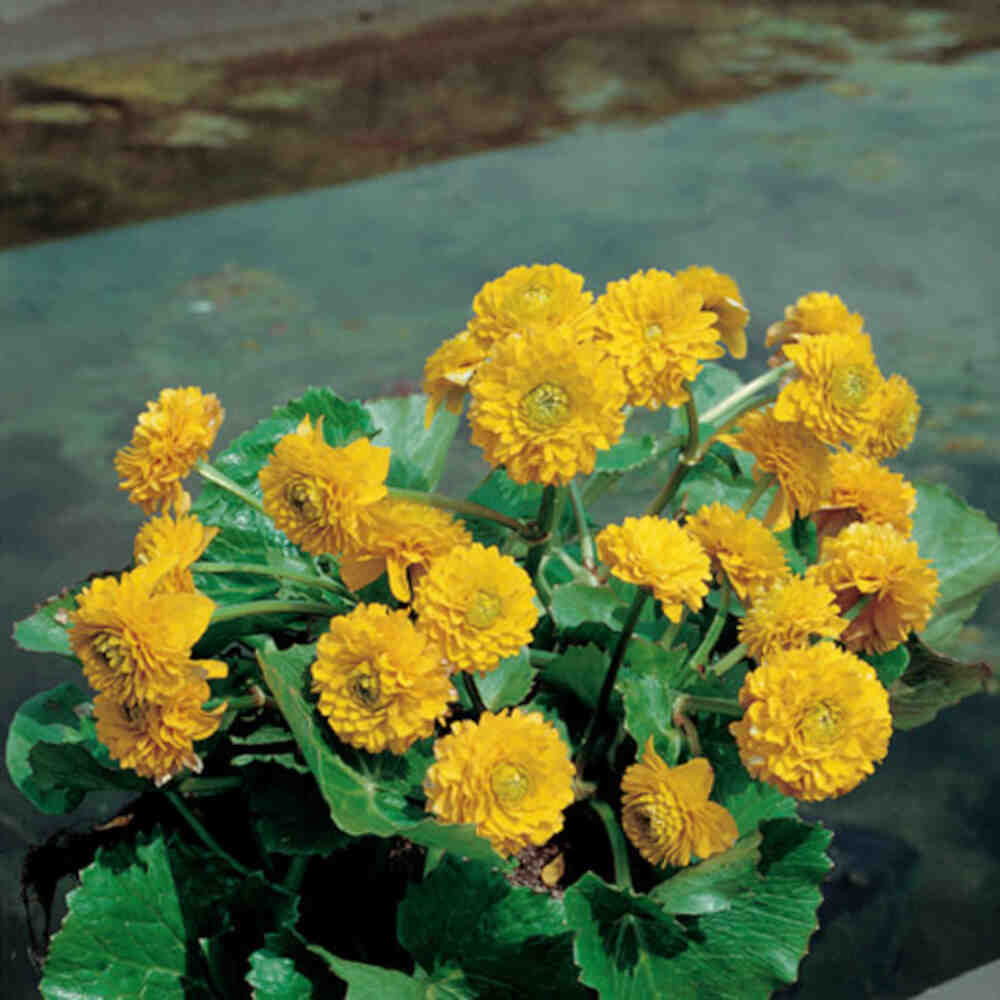 Caltha palustris Plena Multiplex 9 cm. pott.