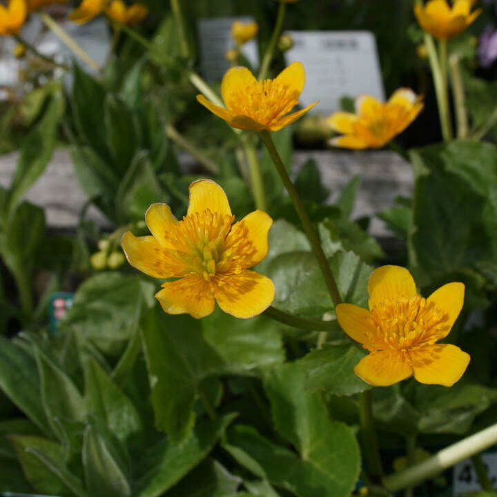 Caltha palustris 9cm