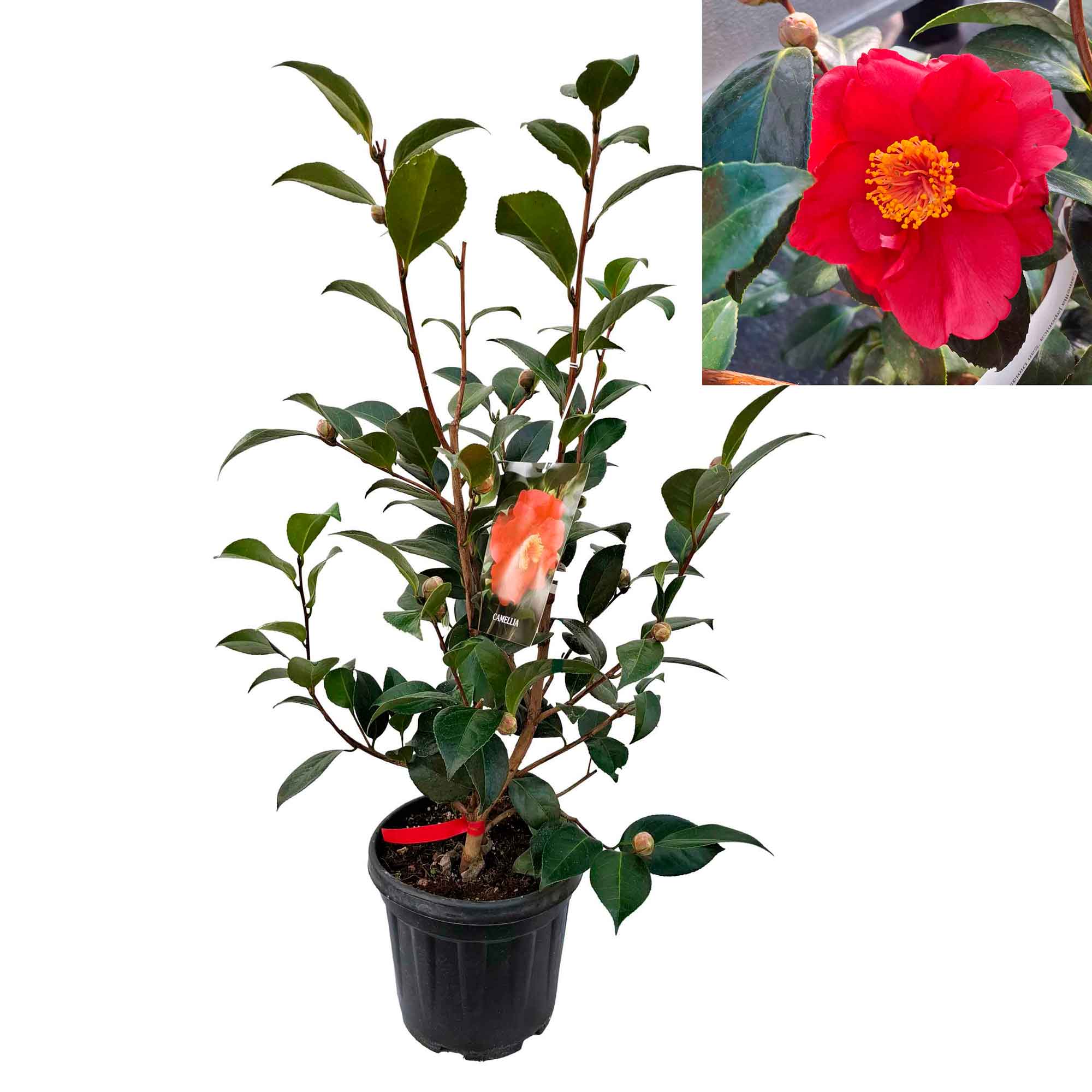 Camellia japonica 'San Dimas' 6 l
